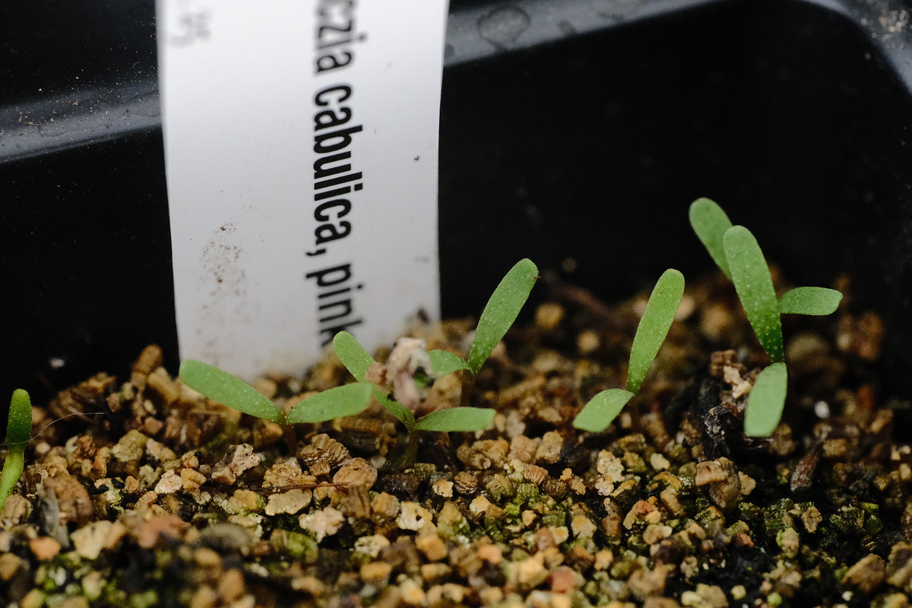 Bukiniczia cabulica seedlings at The Old Dairy Nursery