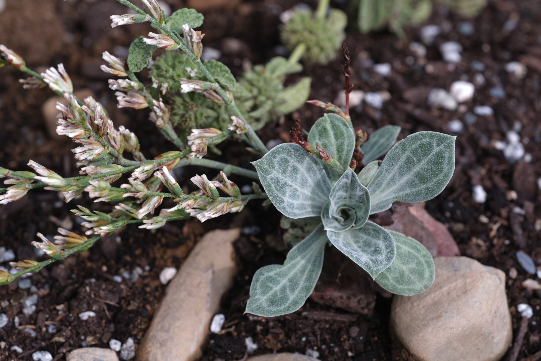 Succulent Bukiniczia cabulica, commonly known as variegated statice, plant blooming against a rocky brown background.