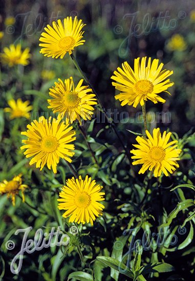 Buphthalmum salicifolium &