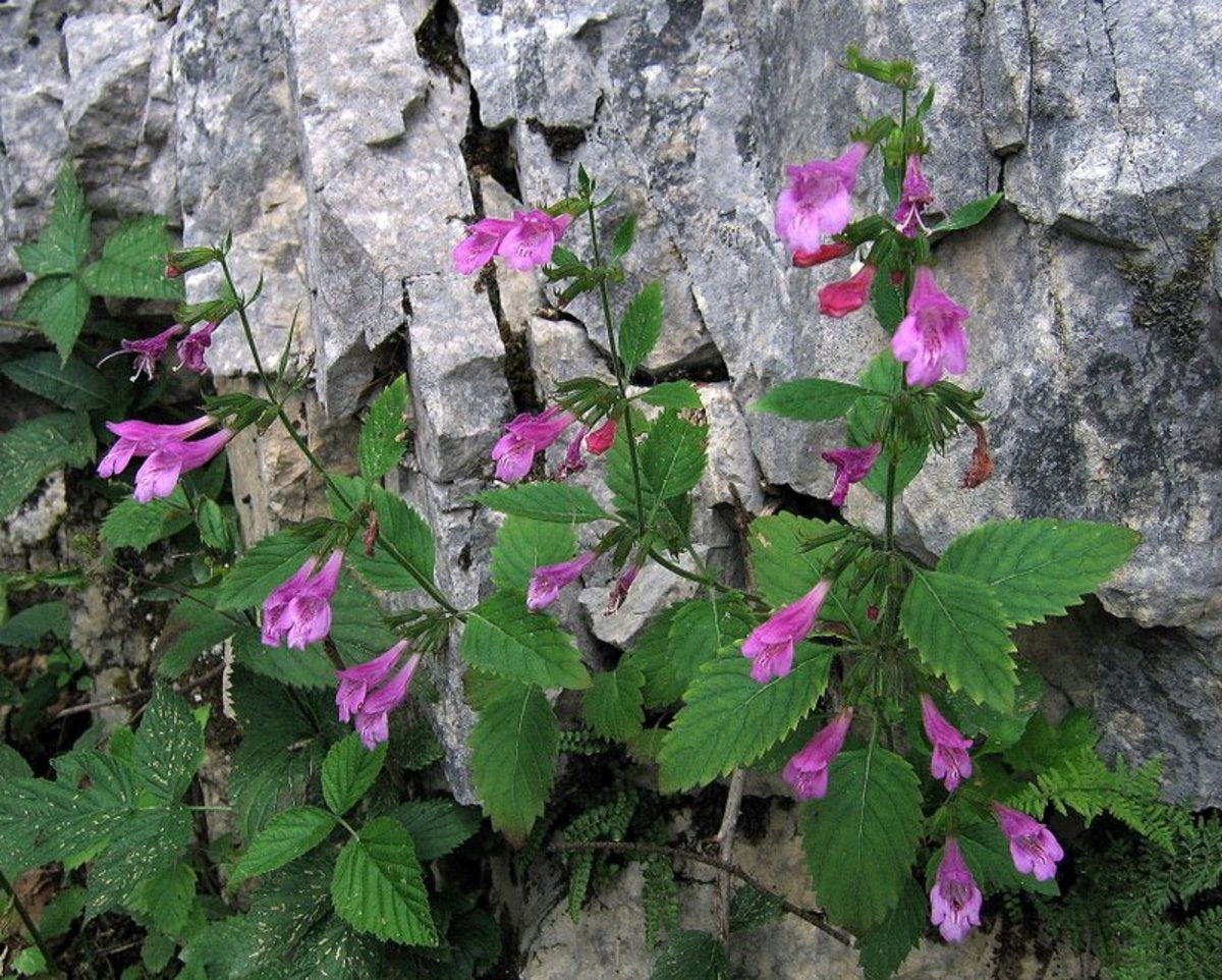 Pink Calamintha grandiflora, commonly known as greater calamint, flowers growing against a rock wall.