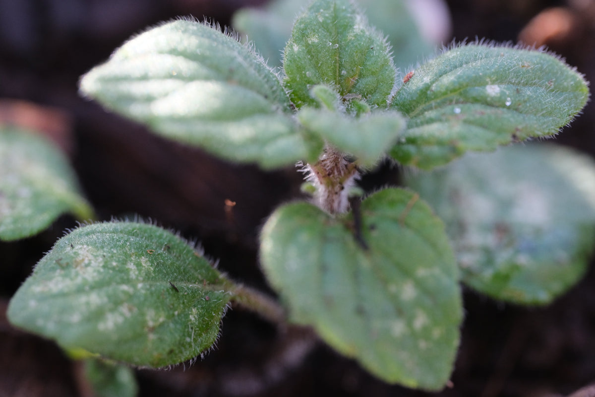 Calamint seedling