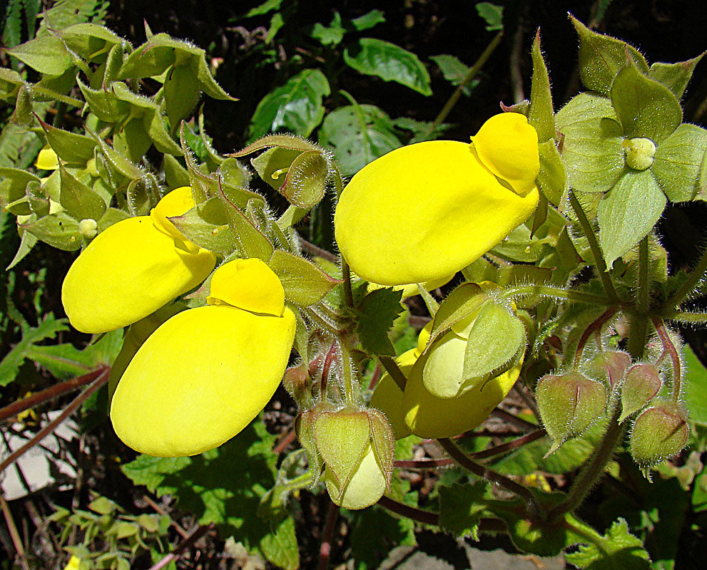 Calceolaria tomentosa | pocketbook plant
