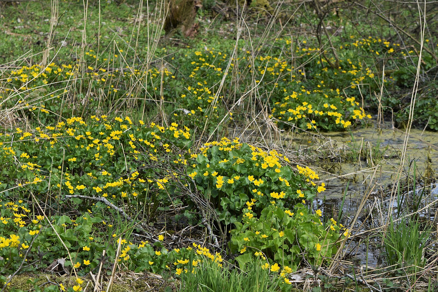 Caltha palustris in woodland marsh