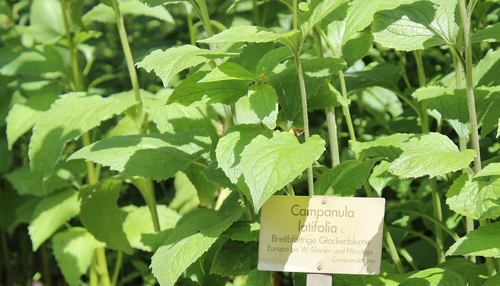 An image showing green foliage of great bellflowers (Campanula latifolia).