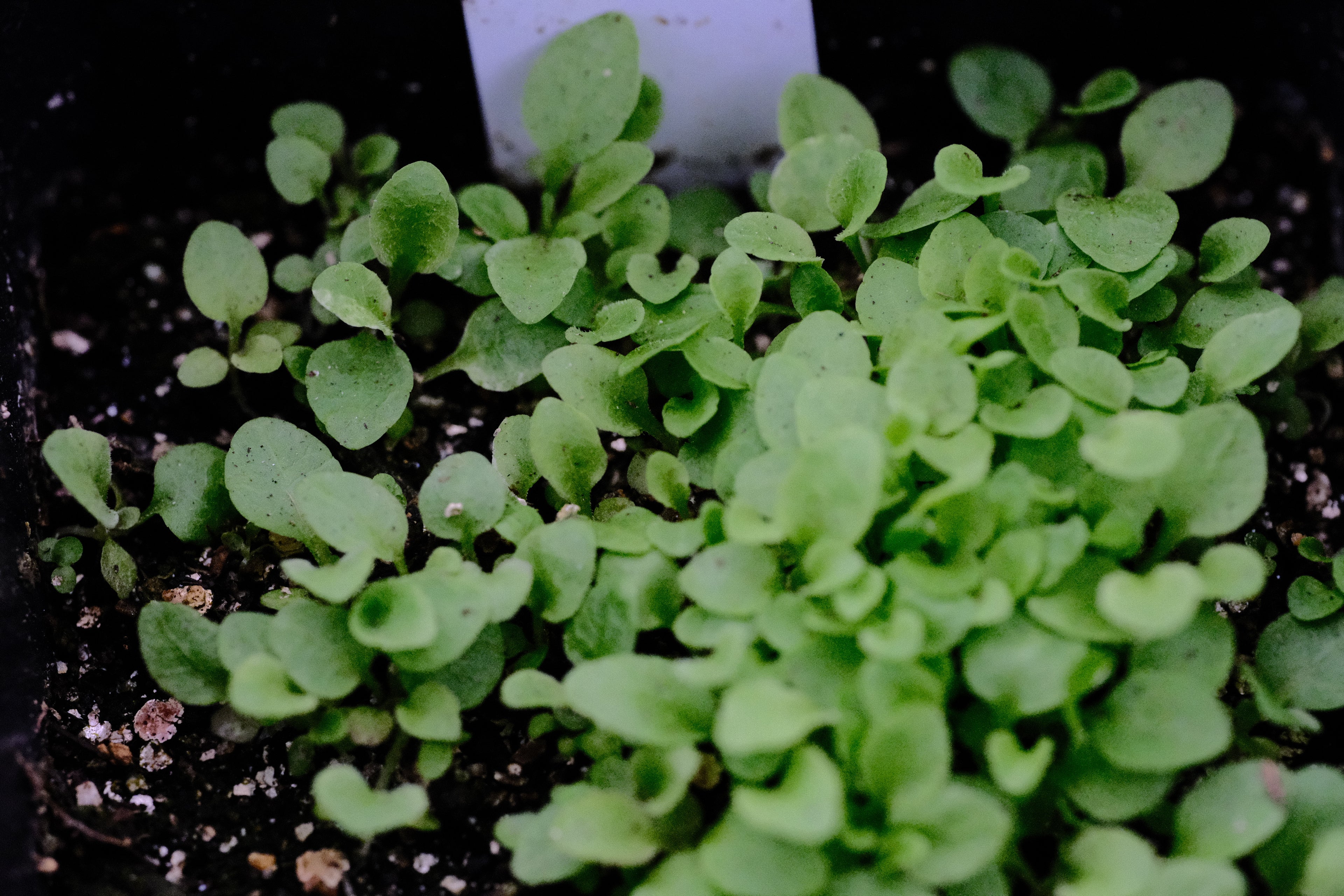 Campanula patula seedlings at The Old Dairy Nursery