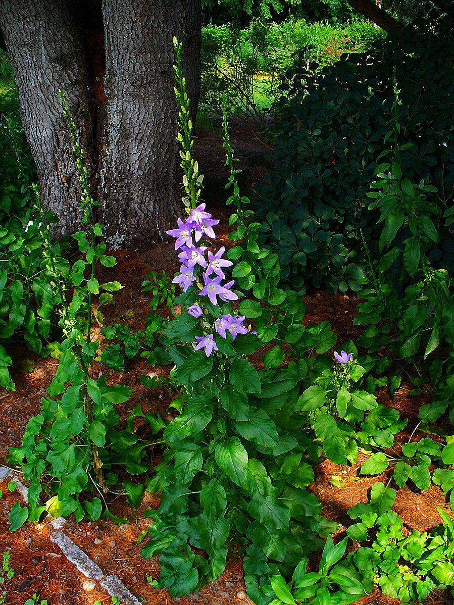 Campanula pyramidalis (chimney bellflower) plant growing in a woodland setting