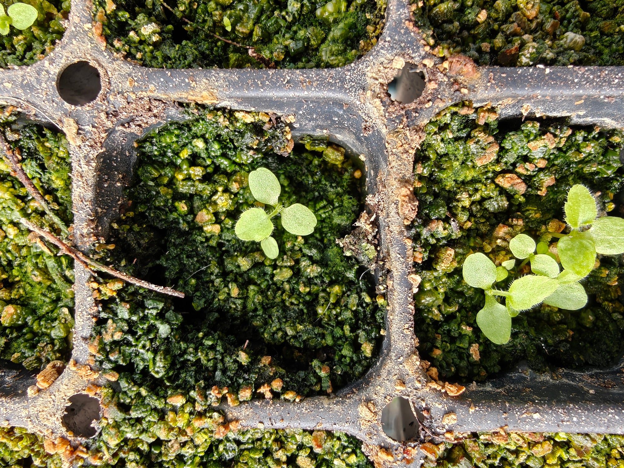Small green Campanula takesimana seedlings sprouting from a nursery cell tray with soil and vermiculite.