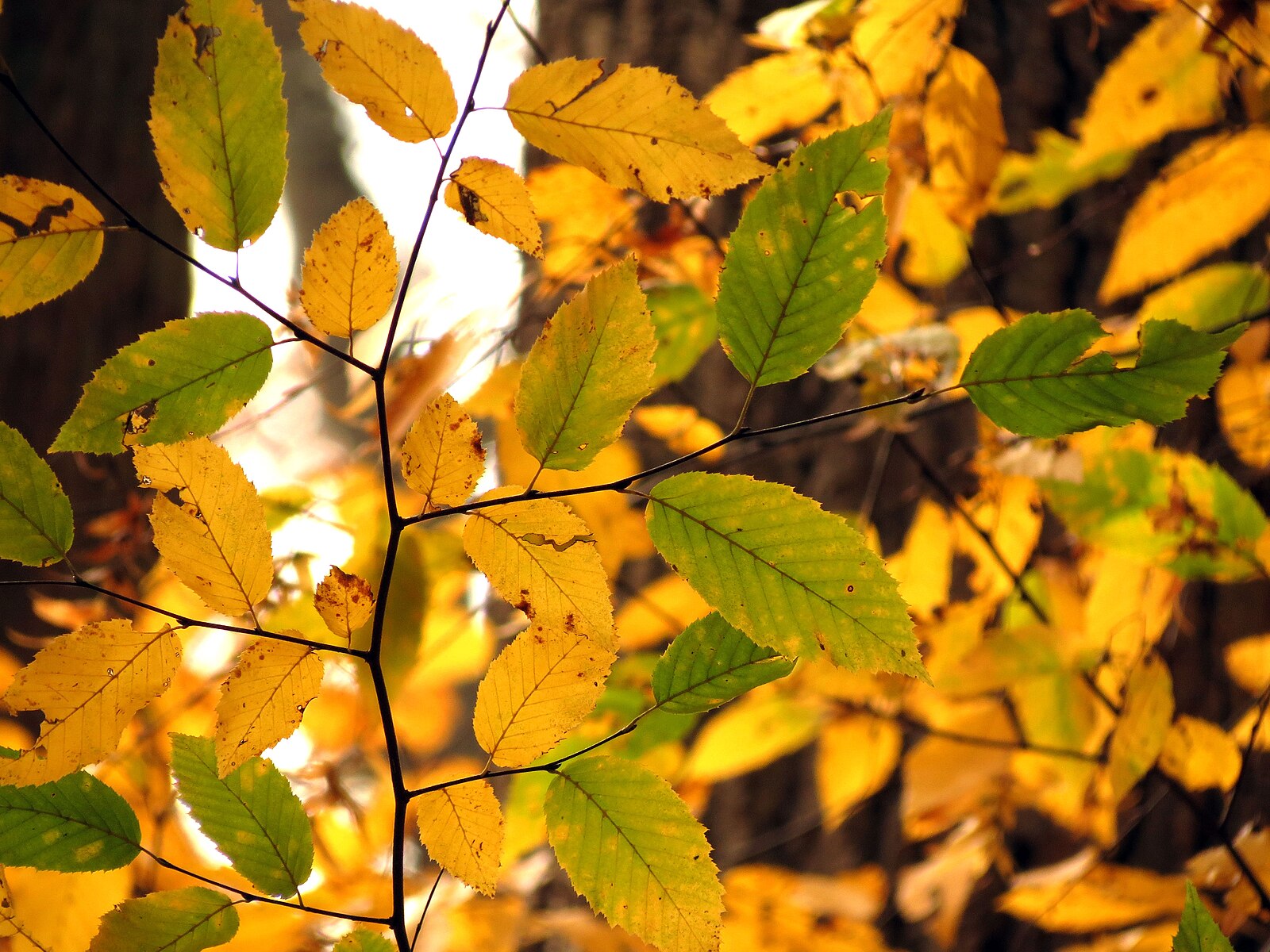 Orange and green foliage of Carpinus caroliniana, commonly known as American hornbeam, against a dark backrgound.