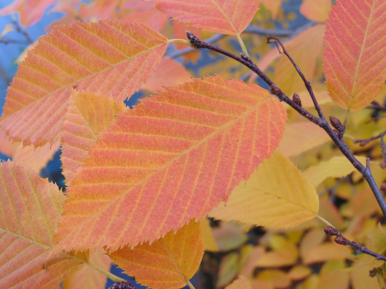 Orange leaves of Carpinus caroliniana, commonly known as American hornbeam.