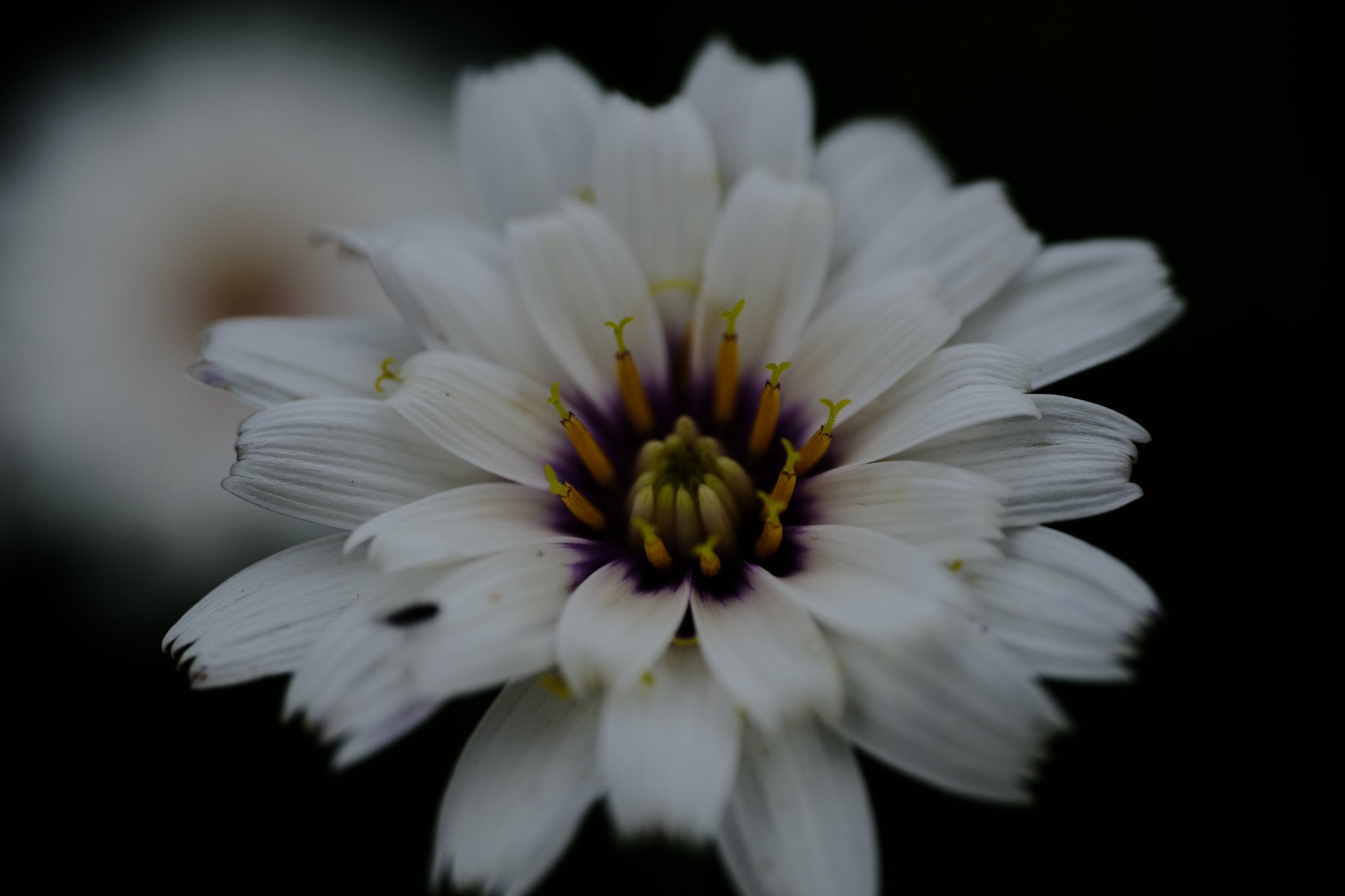 Catananche caerulea &