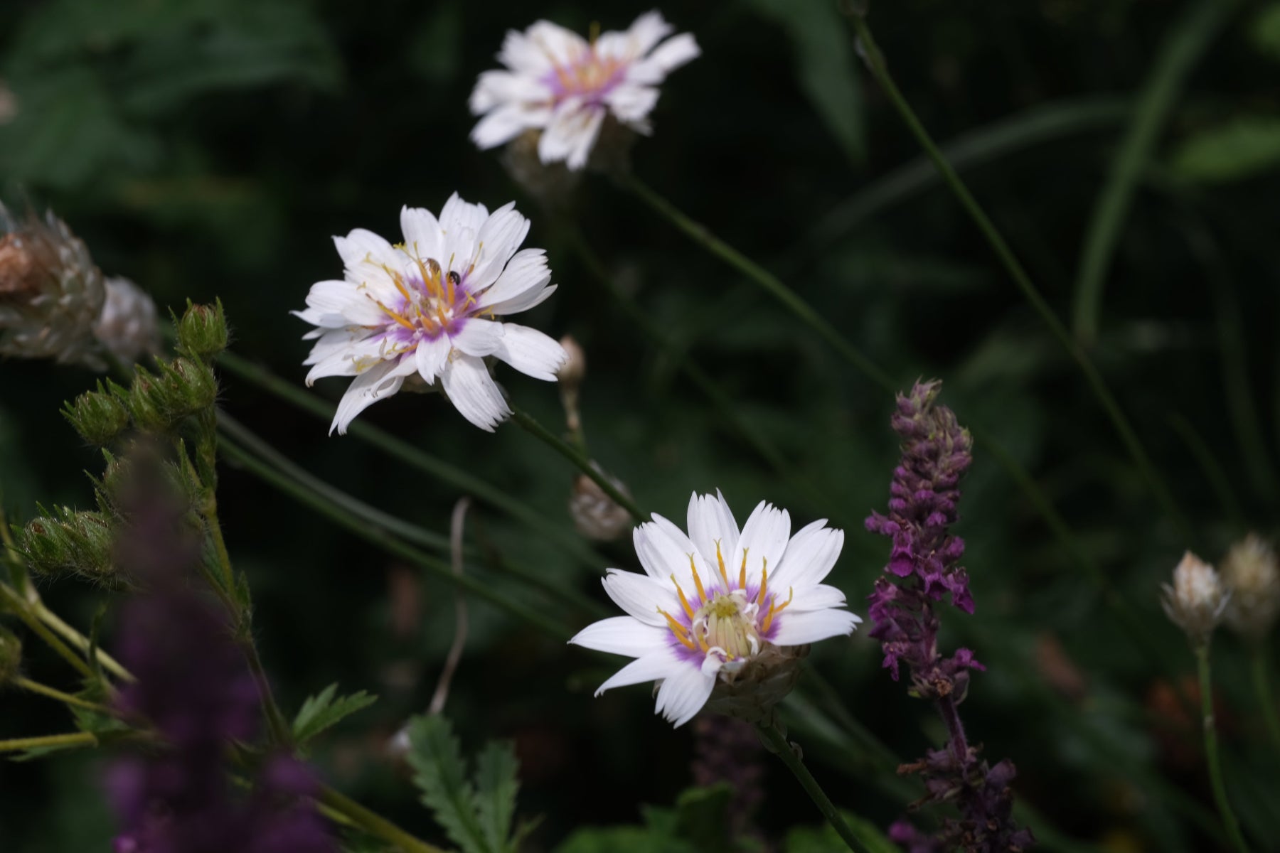 Catananche caerulea 'Alba' (Cupid's Dart) white flowers in a garden setting