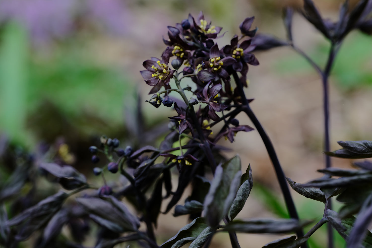 Caulophyllum thalictroides spring blooms