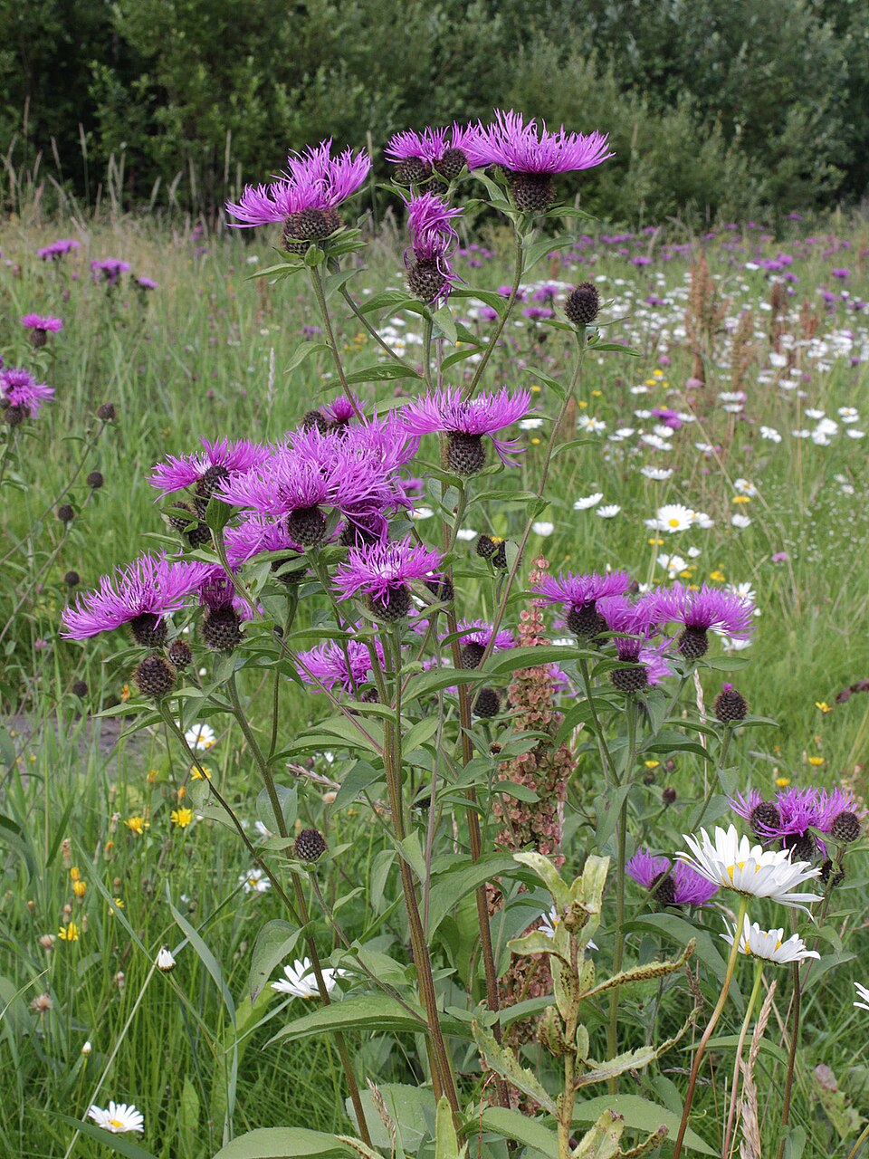 Purple Centaurea phrygia (wig knapweed) flowers in a field with green grass and other wildflowers