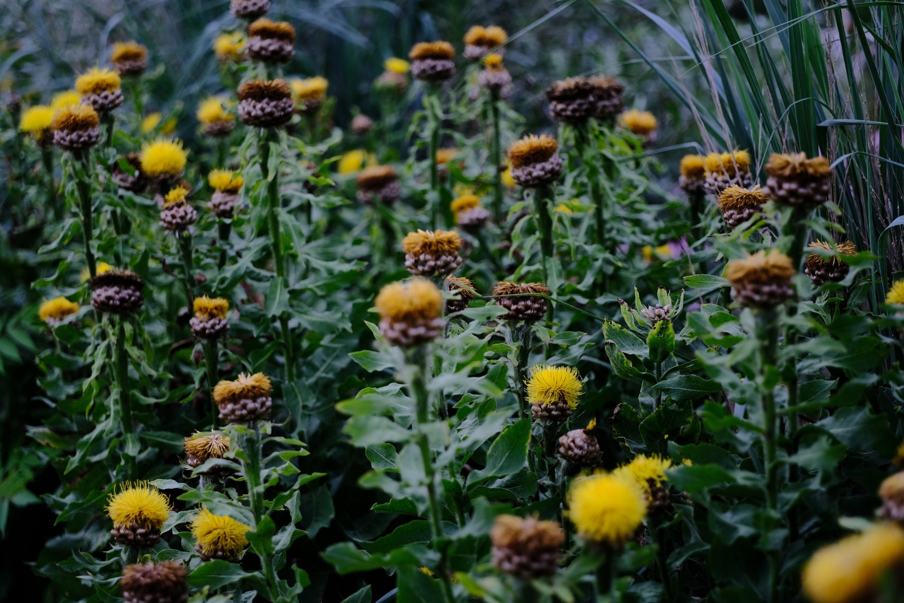 Centaurea macrocephala (giant knapweed) flowers