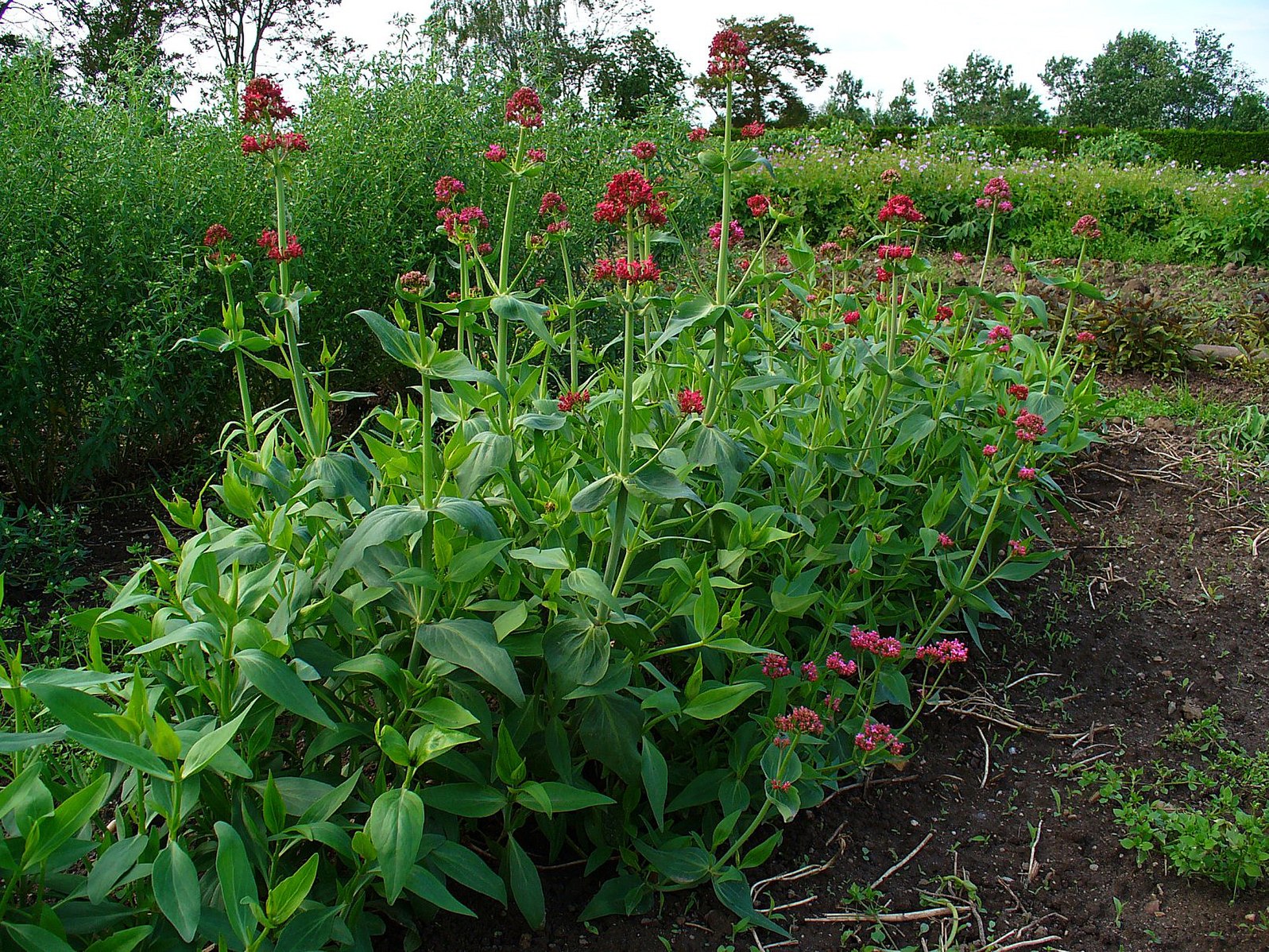 Centranthus ruber (red valerian) plants in bloom