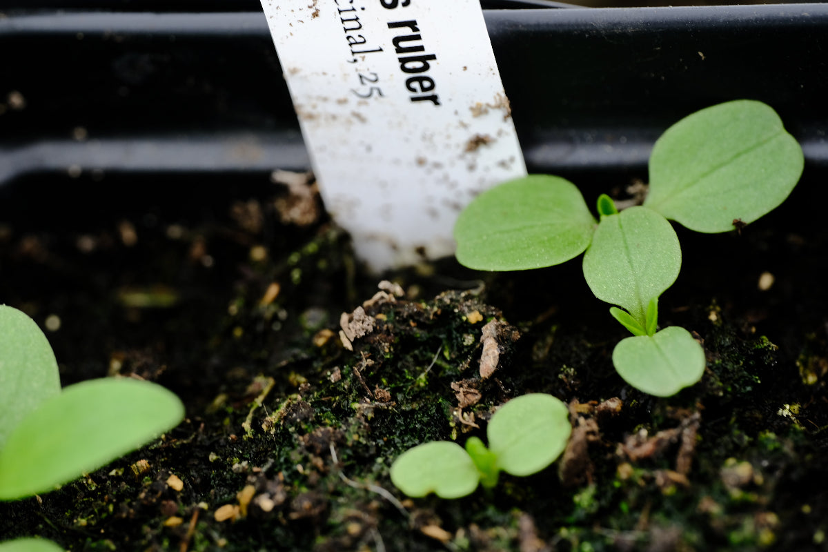 Centranthus ruber (red valerian) seedling
