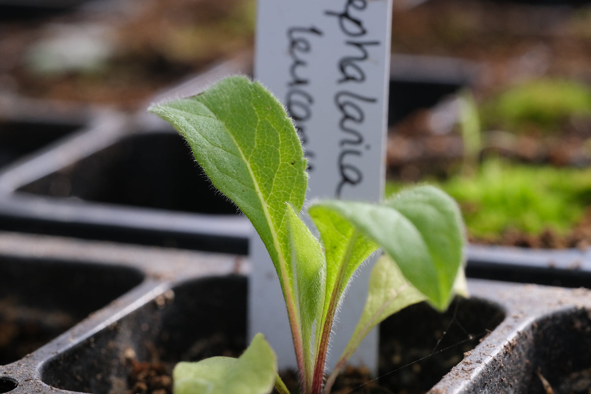 cephalaria seedling