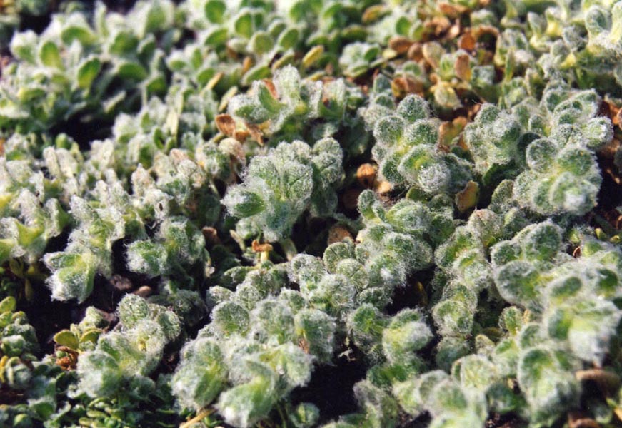 Close up of woolly Cerastium alpinum var. lanatum, commonly known as woolly alpine mouse ears, foliage.