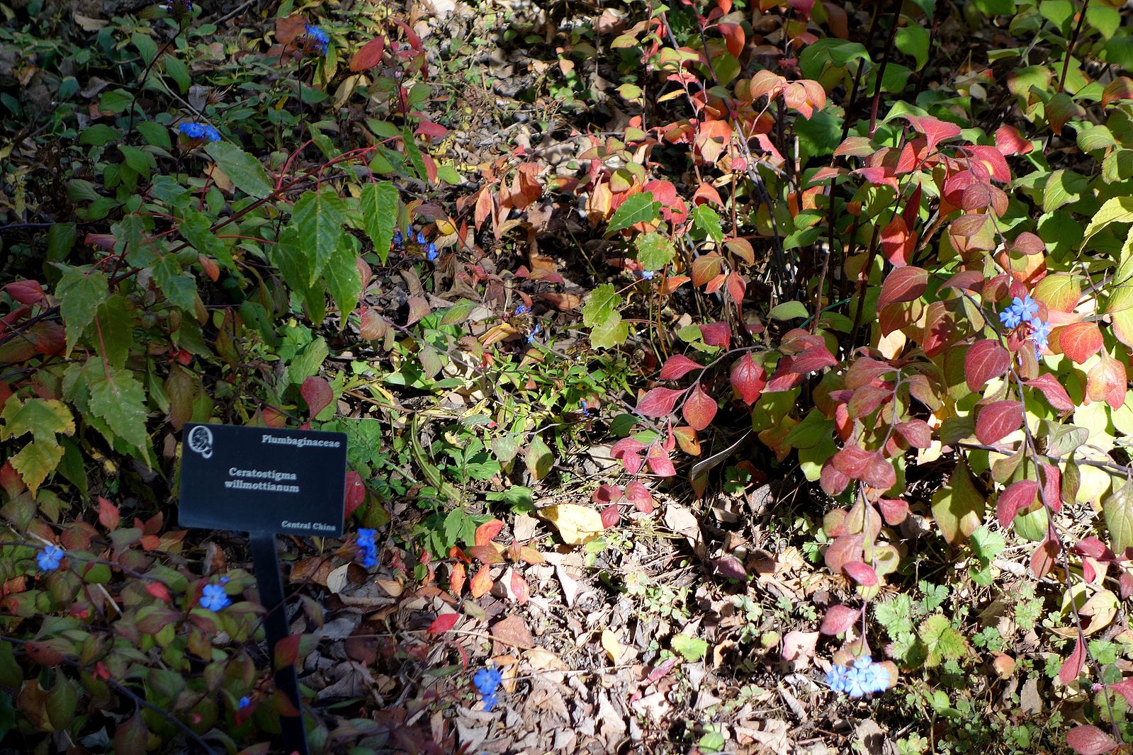 Ceratostigma willmottianum | Chinese plumbago
