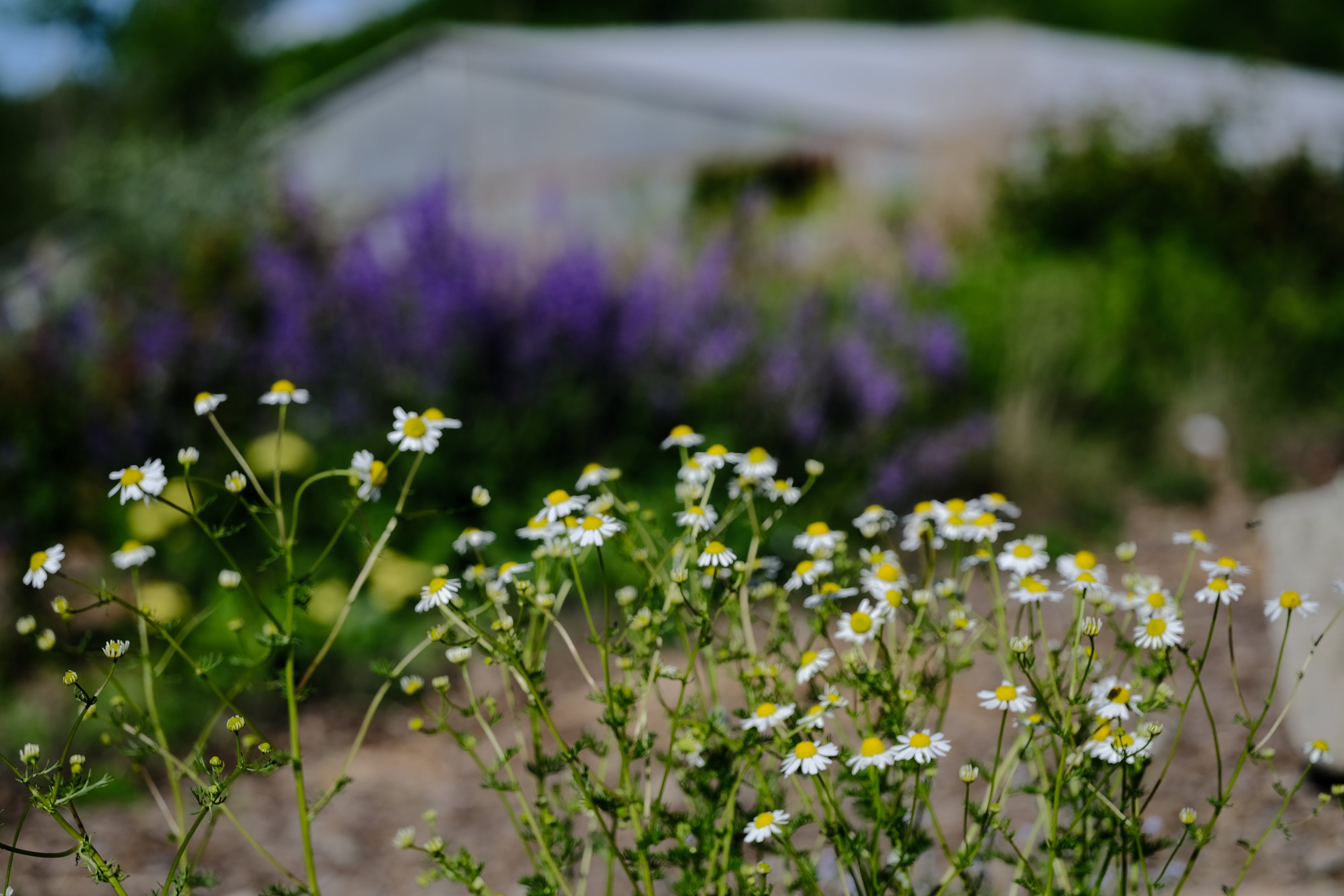 Chamomilla recutita 'Zloty Lan' | chamomile