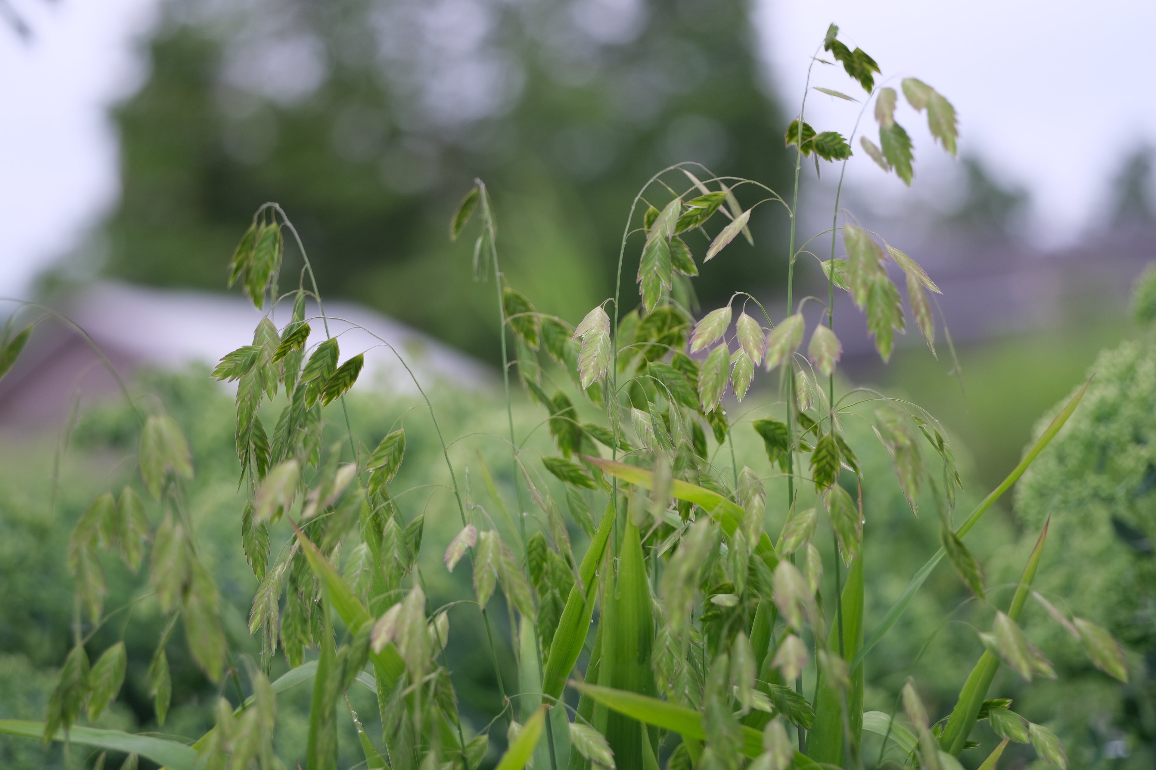 Chasmanthium latifolium - northern sea oats seed heads