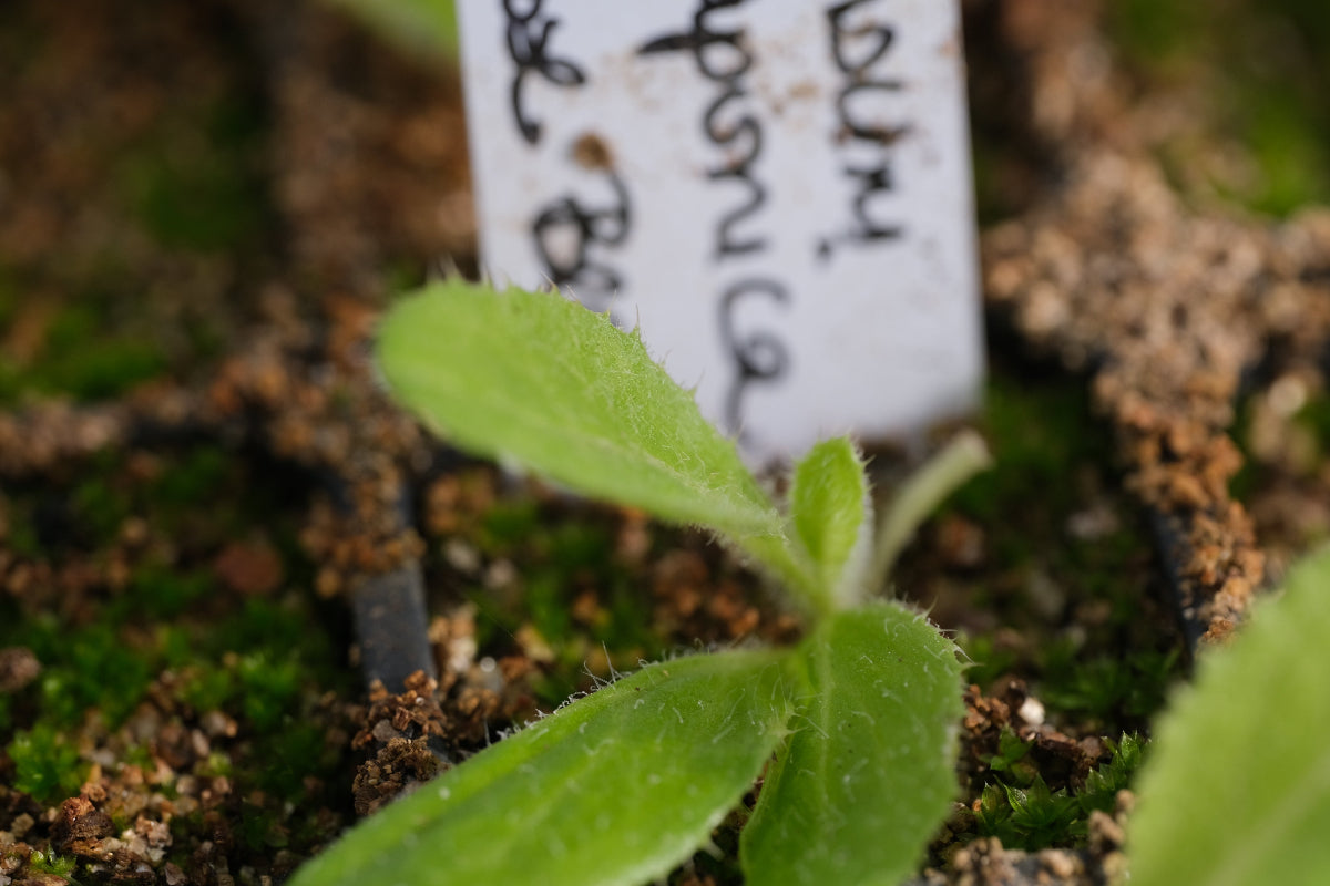 cirsium seedling