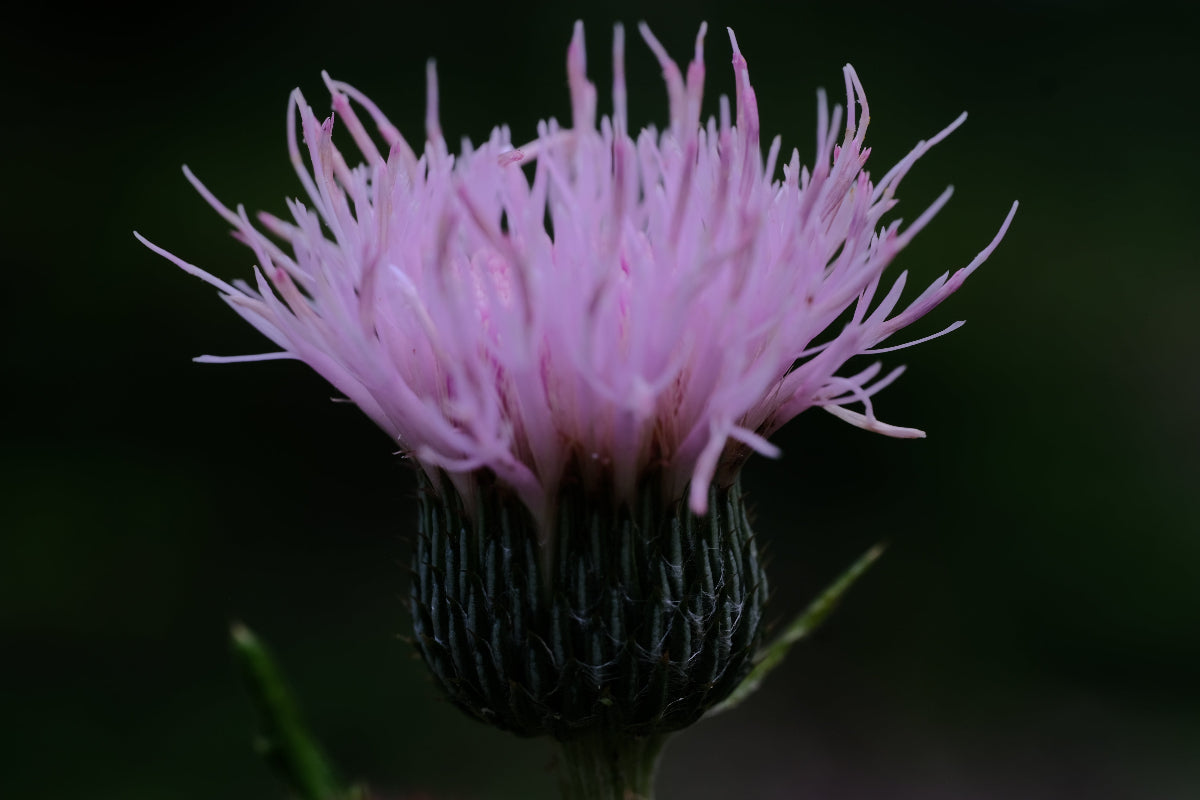 Cirsium japonicum &