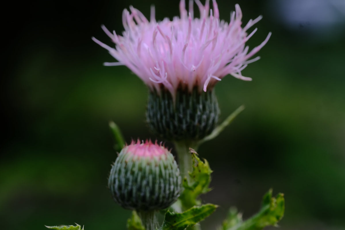 Cirsium japonicum &
