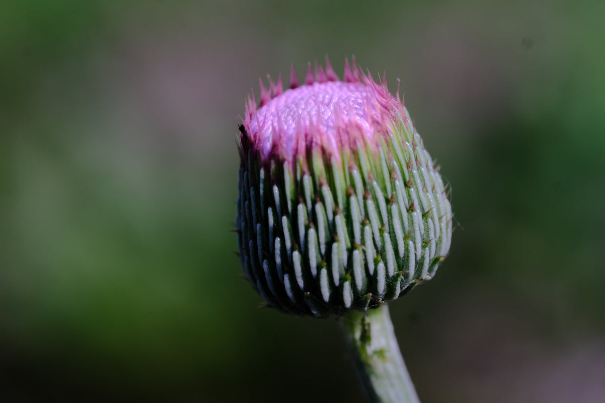Cirsium japonicum &