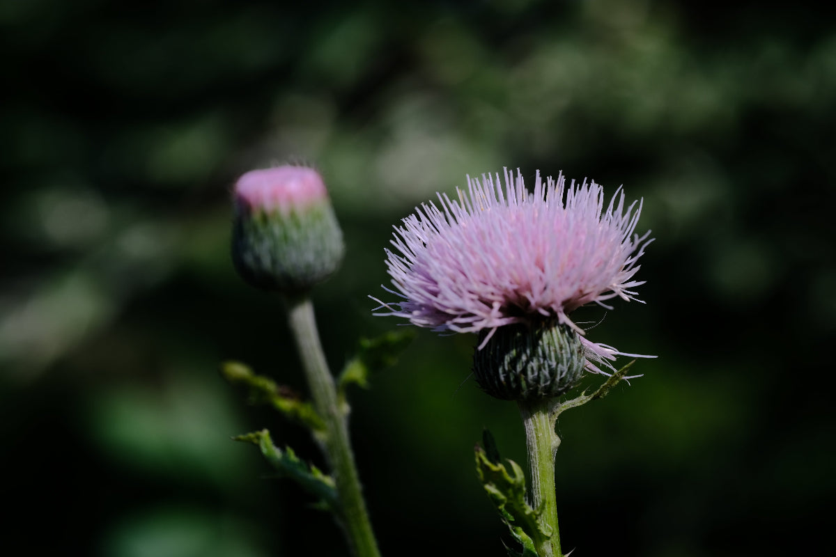 Cirsium japonicum &