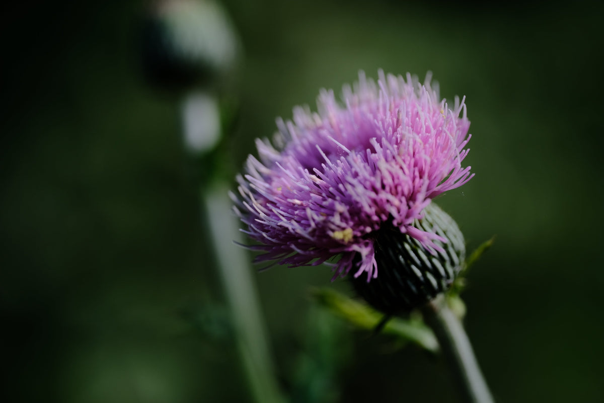 Cirsium japonicum &