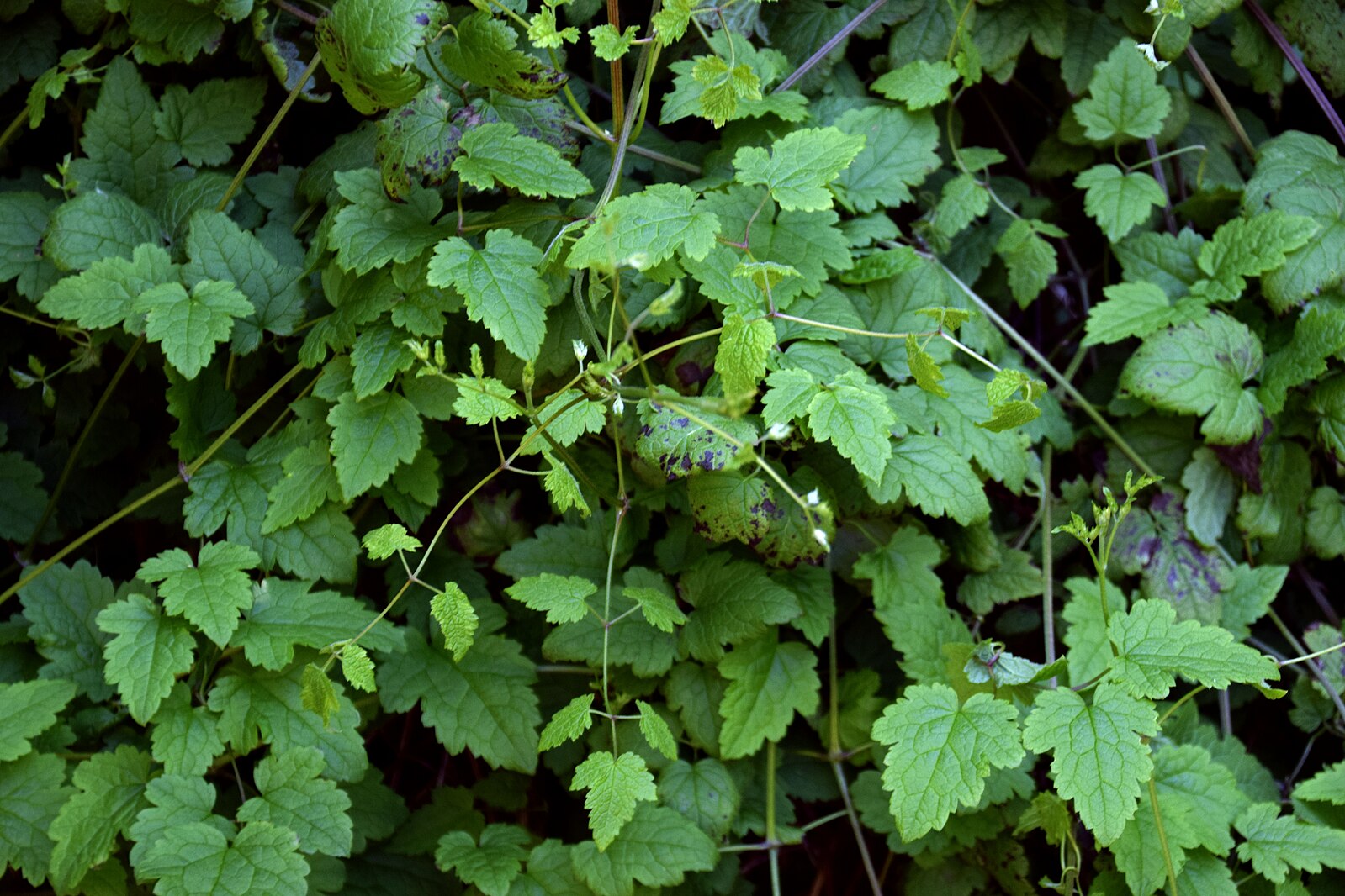 This image features the Clematis rehderiana, commonly known as nodding virgin&