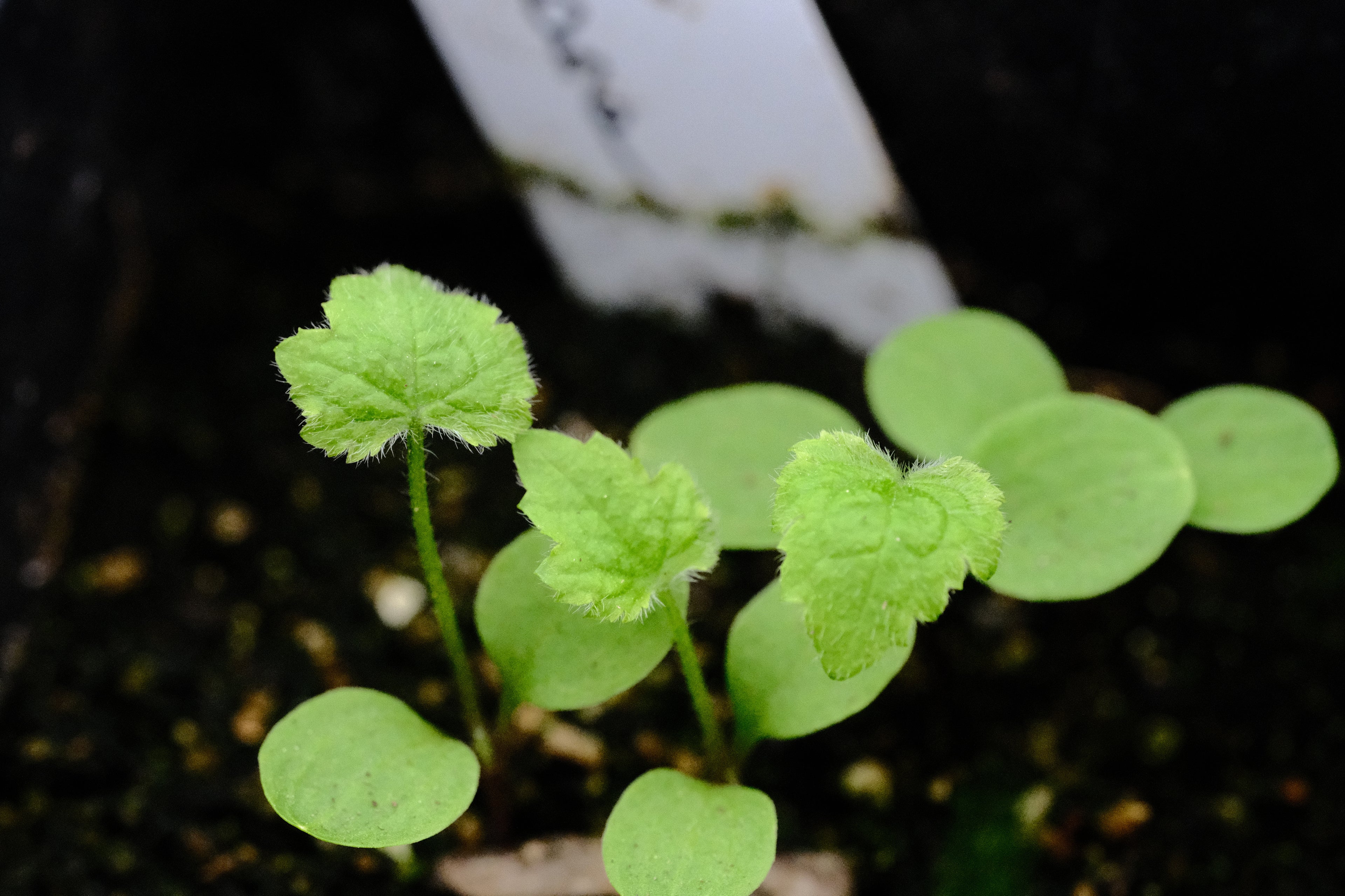 Clematis rehderiana seedlings at The Old Dairy Nursery