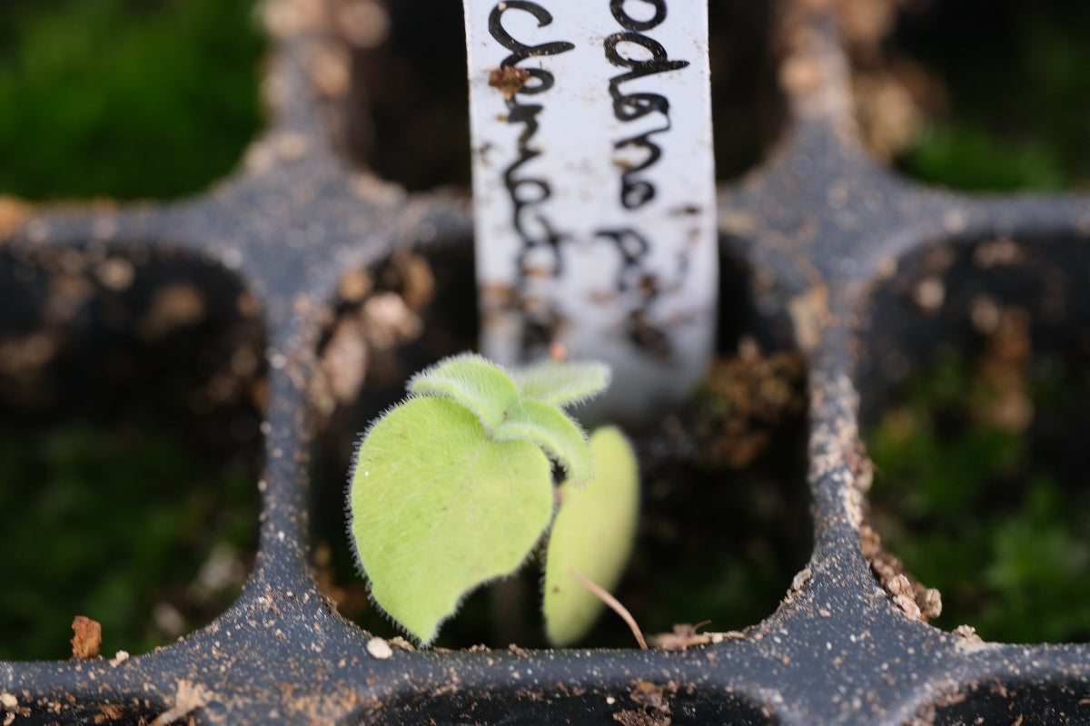 Codonopsis seedling