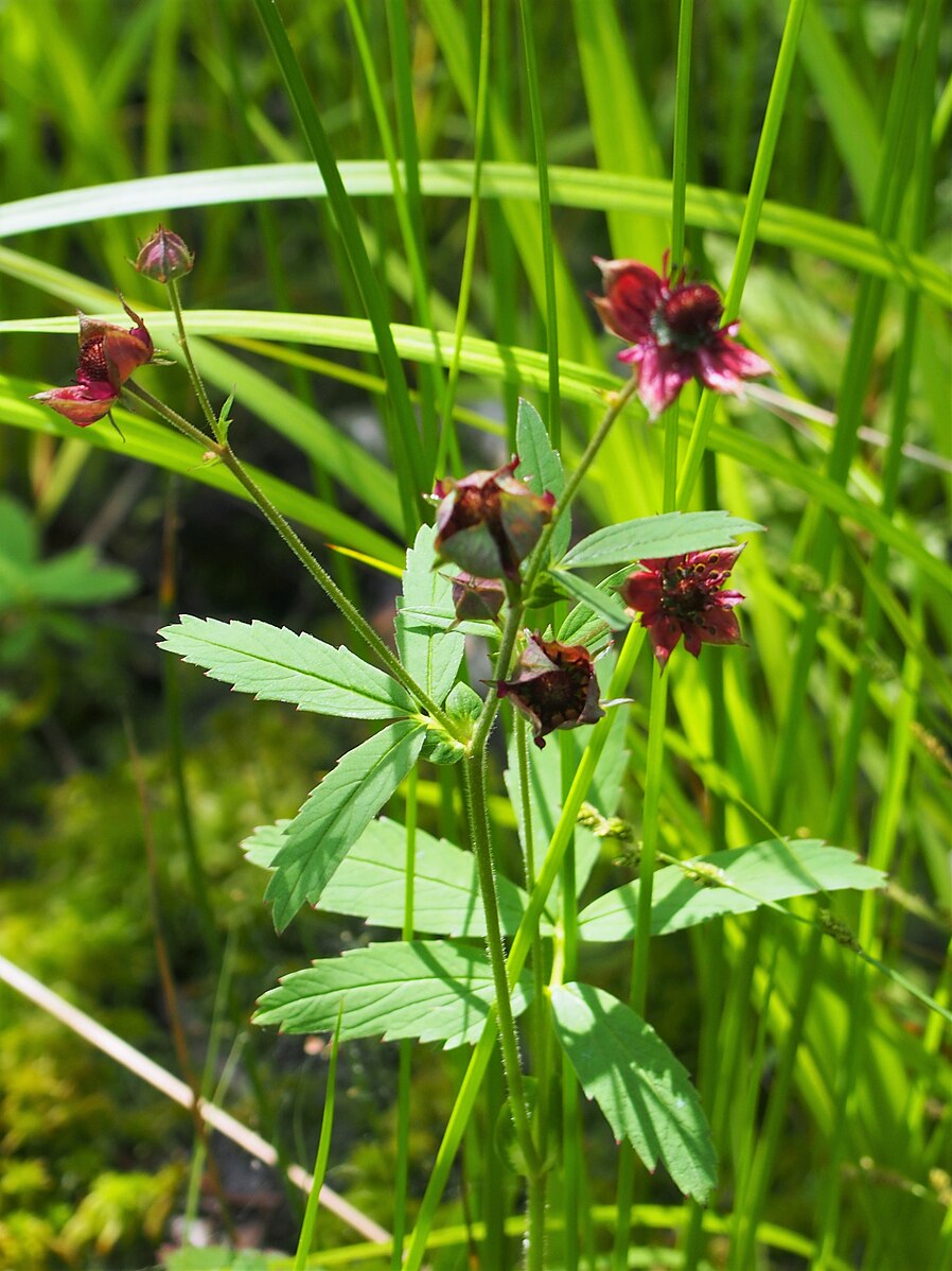 Burgundy flowers of marsh cinquefoil (Potentilla palustris) with green foliage