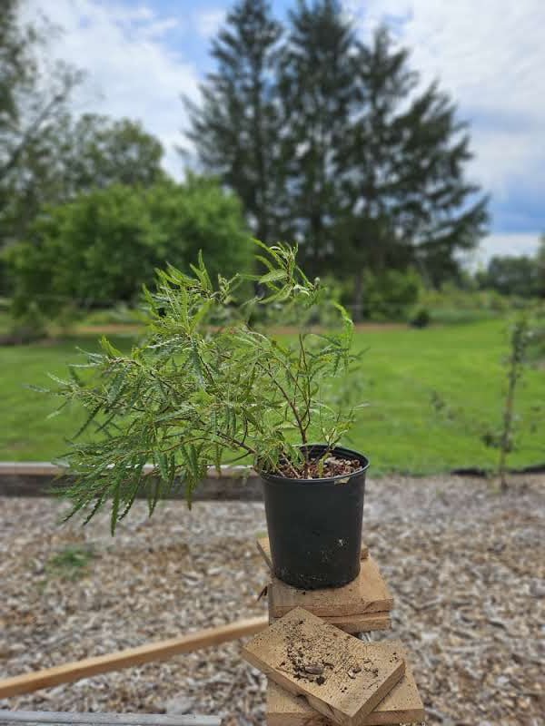 Comptonia peregringa (sweet fern) sale size at The Old Dairy Nursery