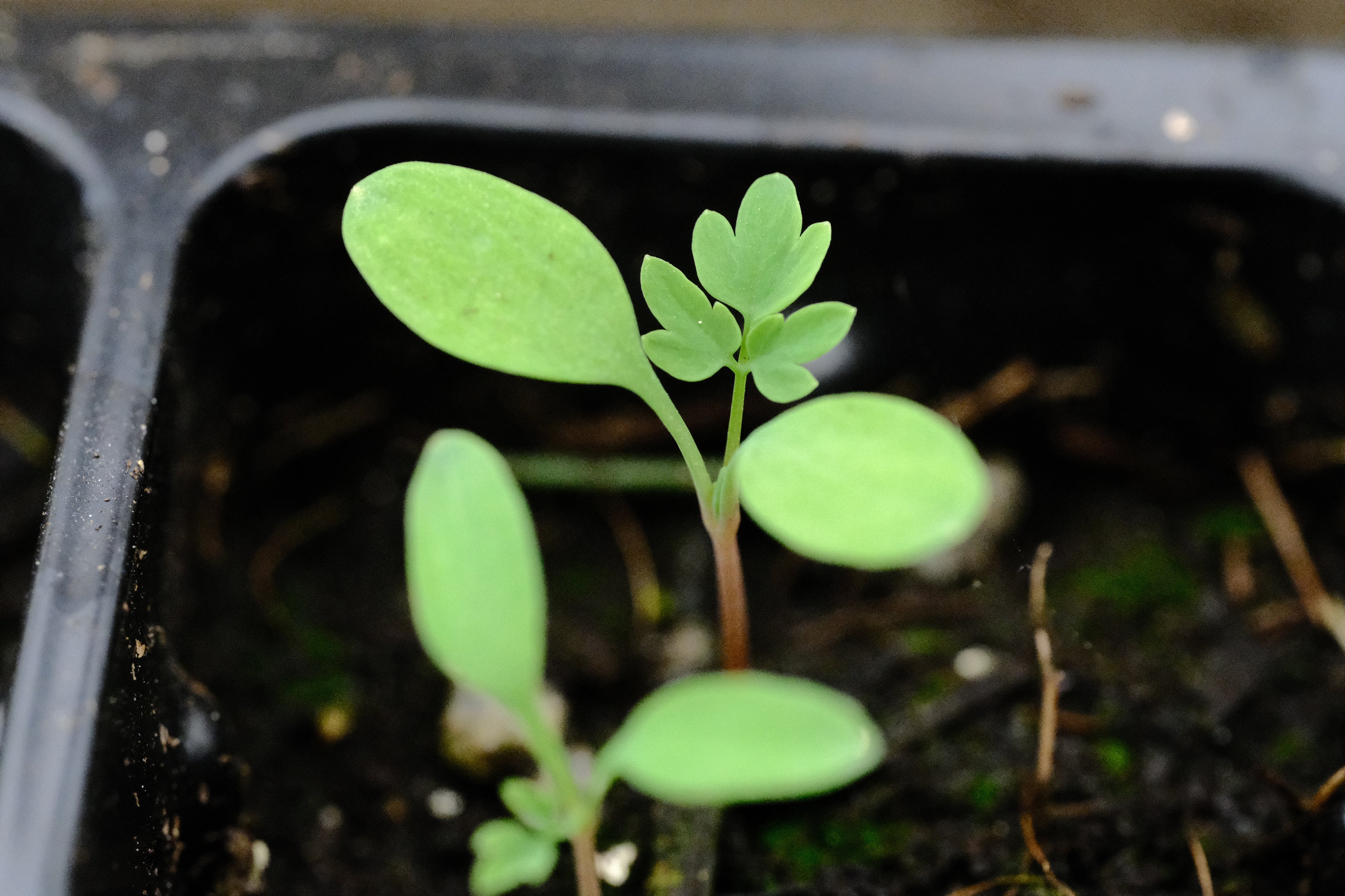 Corydalis heterocarpa seedlings at The Old Dairy Nursery
