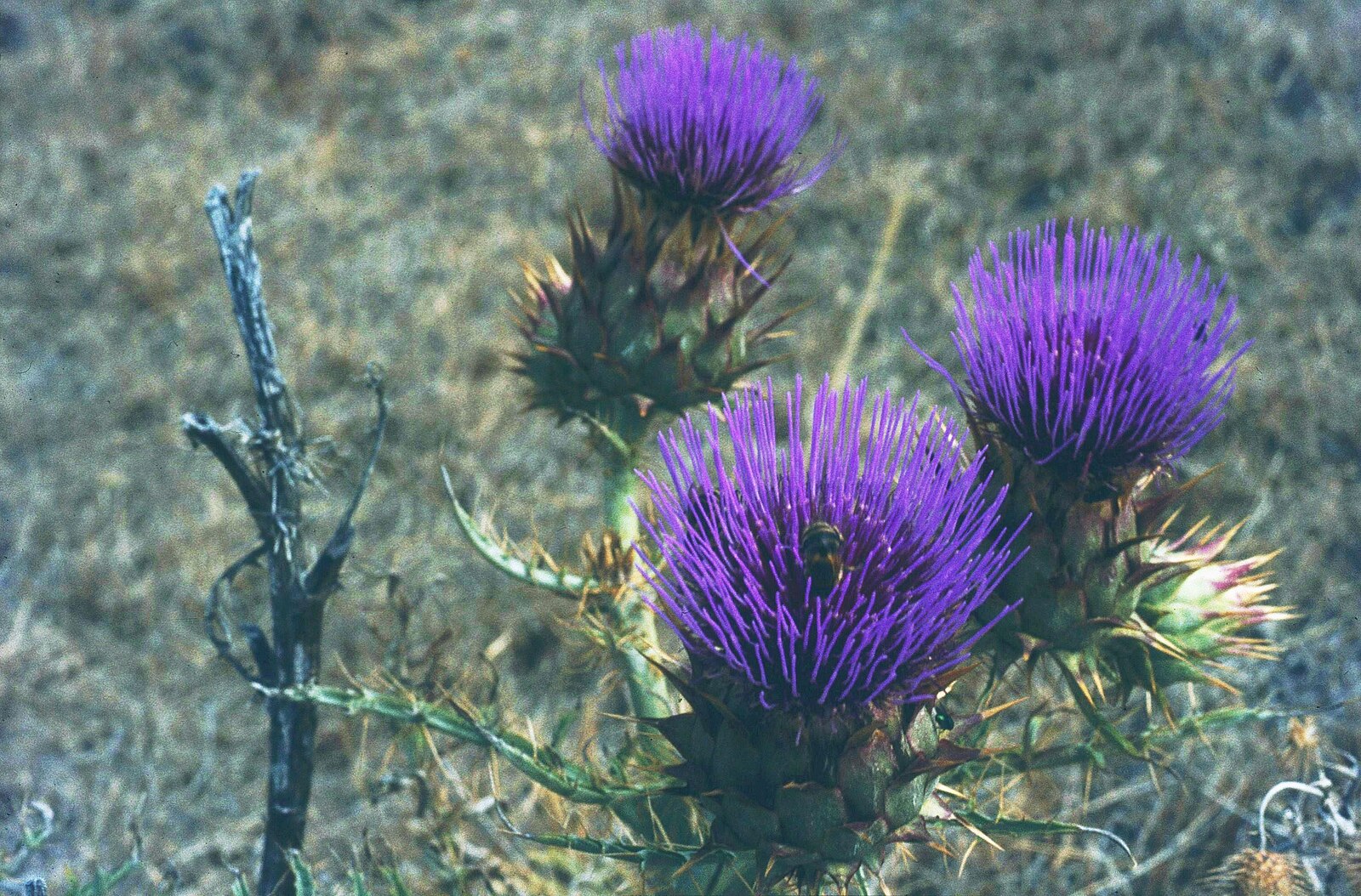 Cynara cardunculus ssp. flavescens