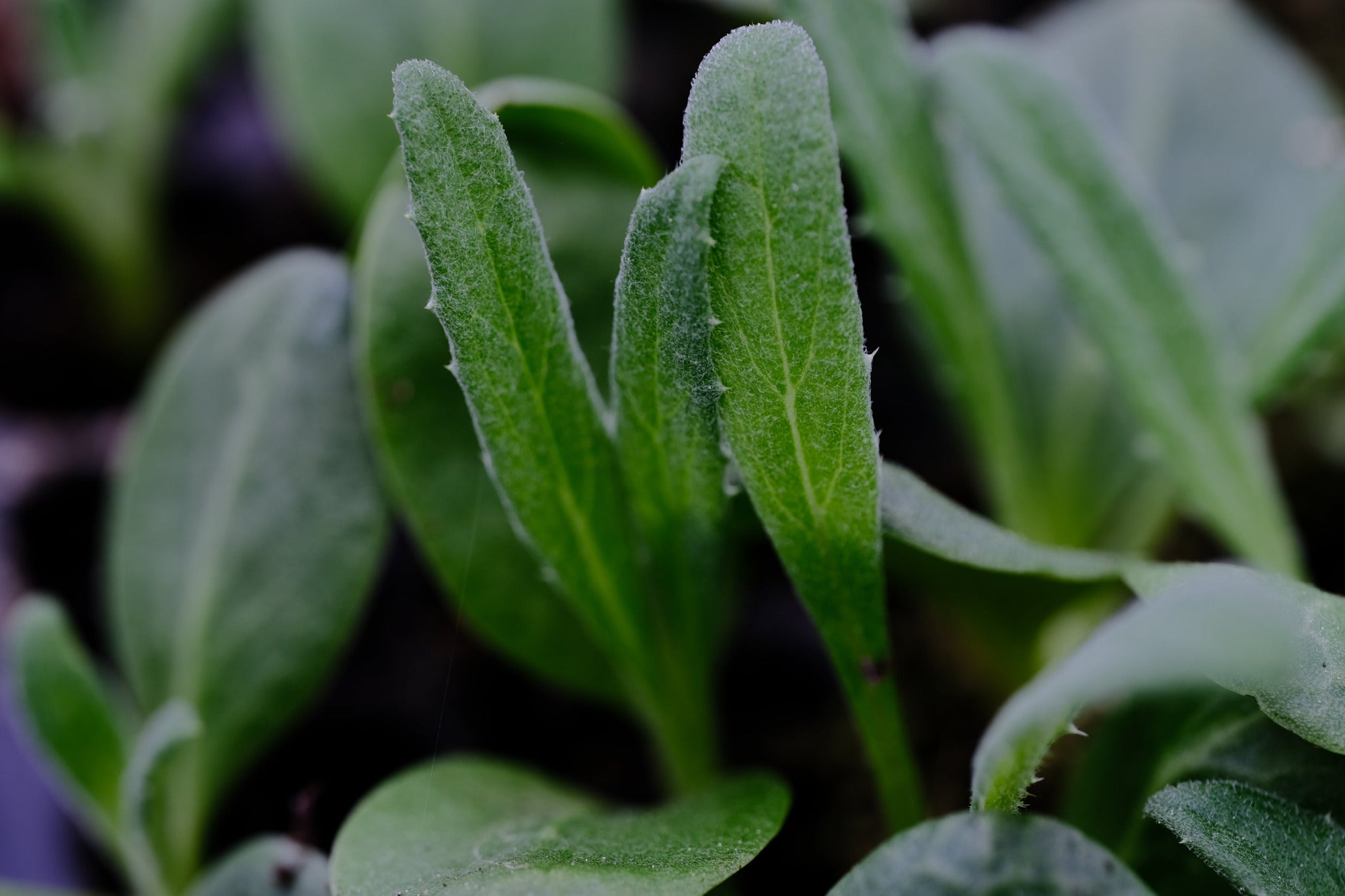Image of green Cynara seedlings.