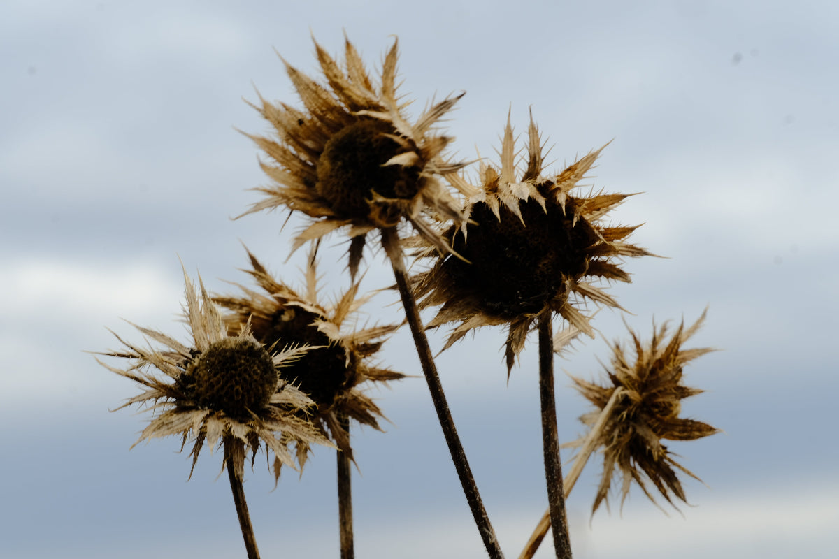 Berkheya purpurea, white form dried seed heads