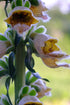 rusty foxglove close up of flowers
