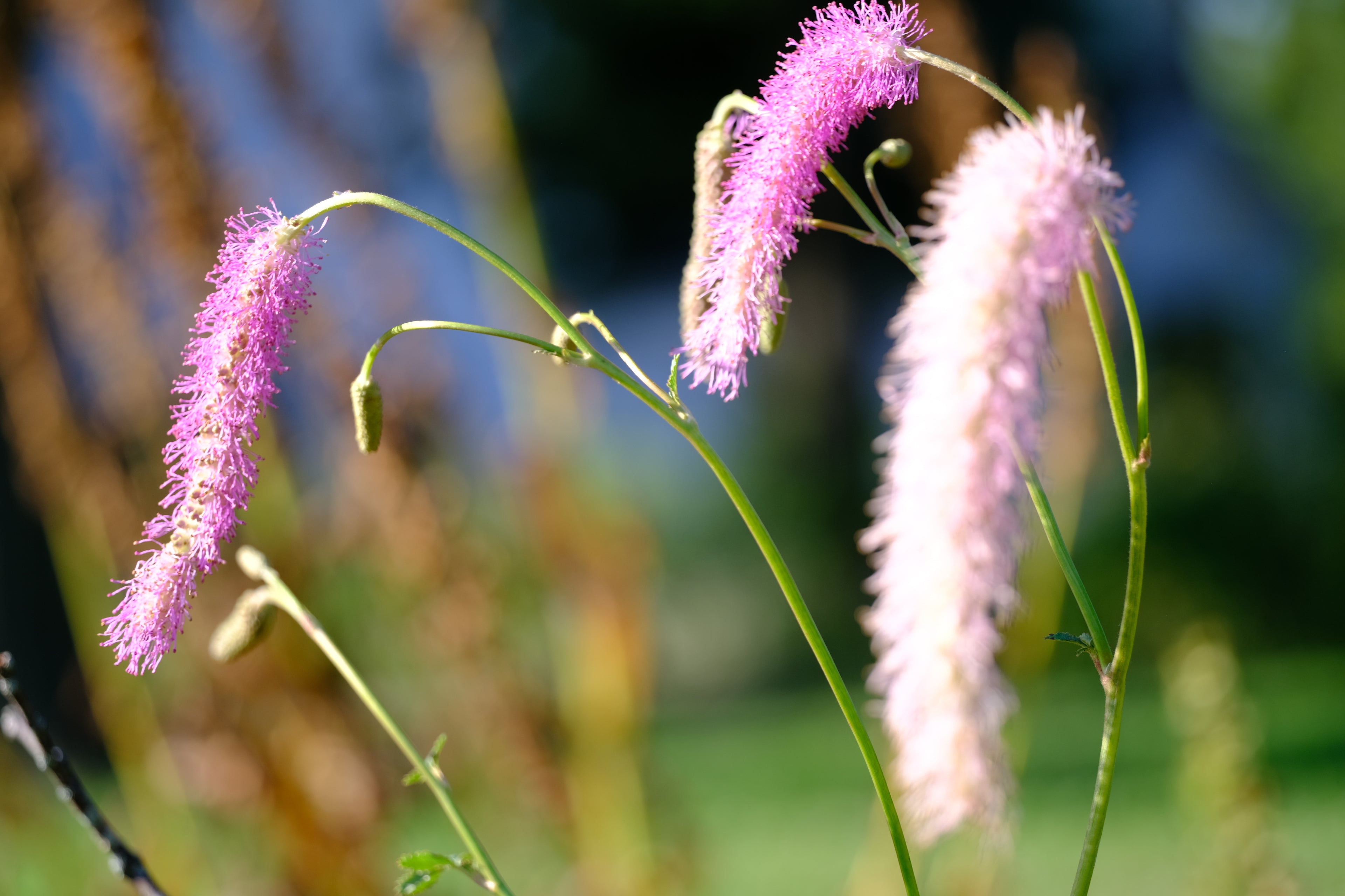 Sanguisorba lilac squirrel flowers