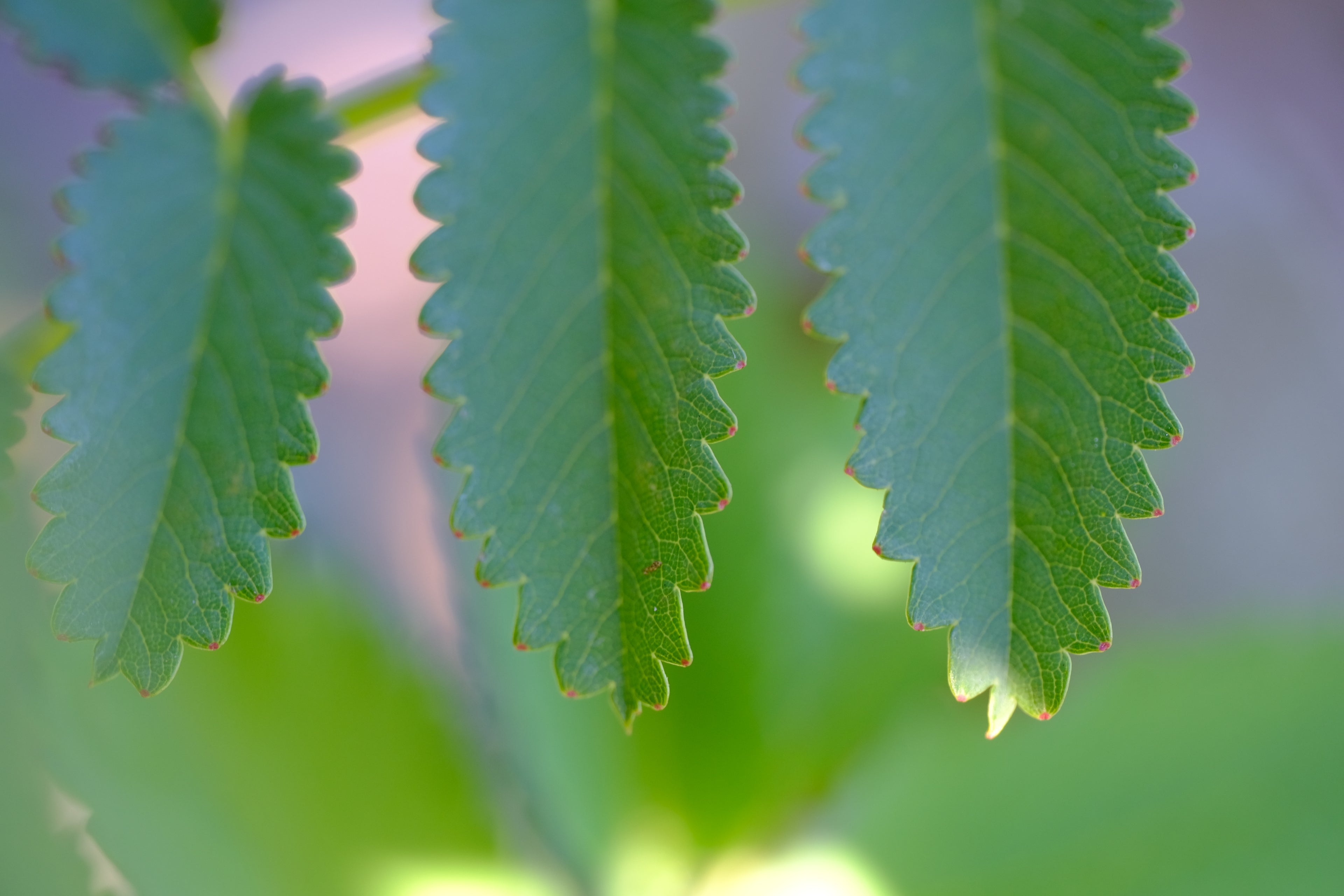 Sanguisorba foliage