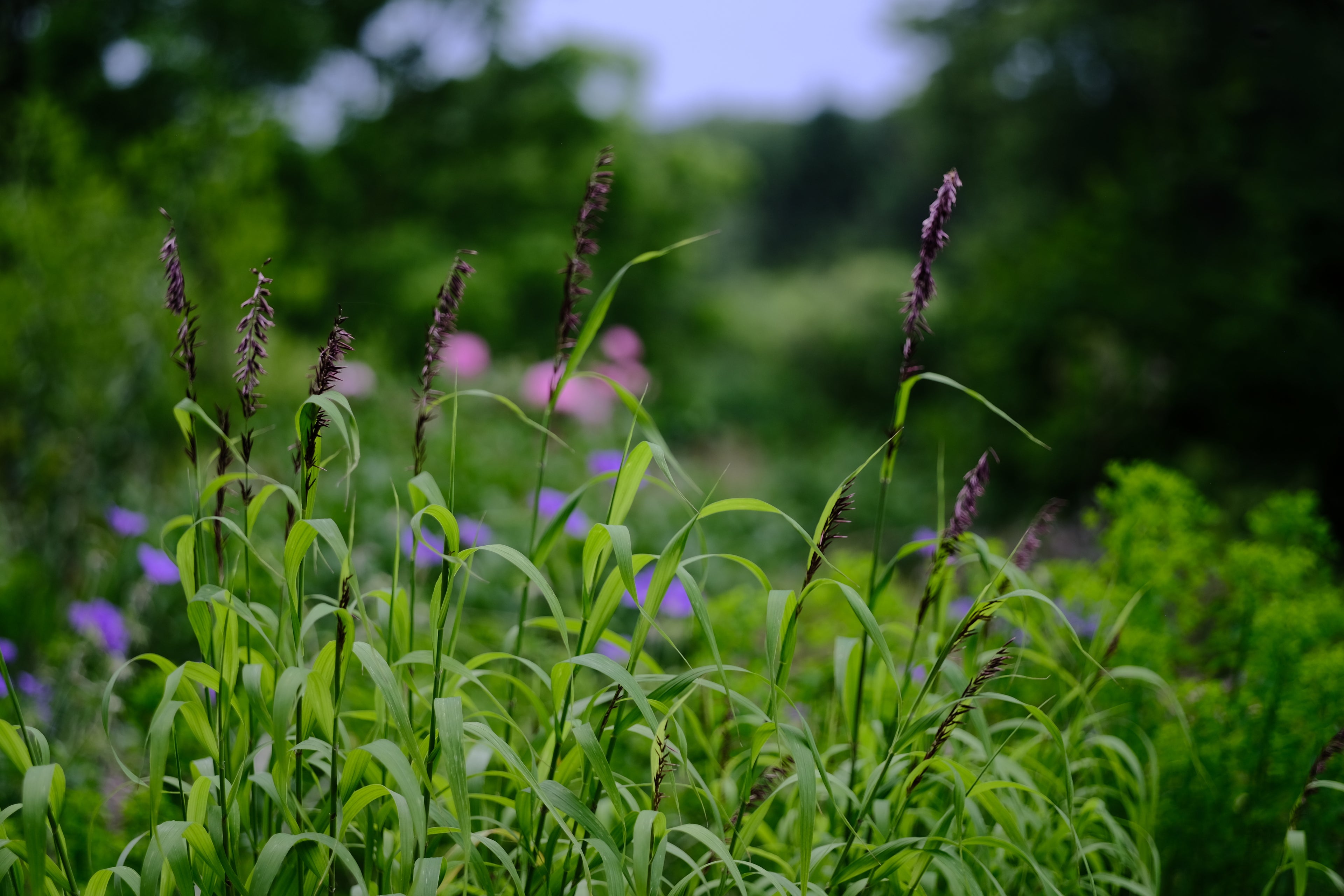 Melica altissima var. atropurpurea | Siberian melic