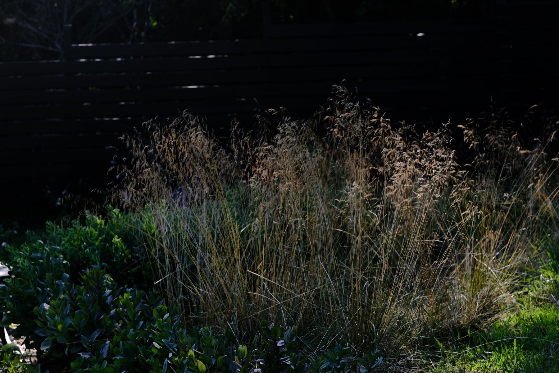 Deschampsia caespitosa golden inflorescences