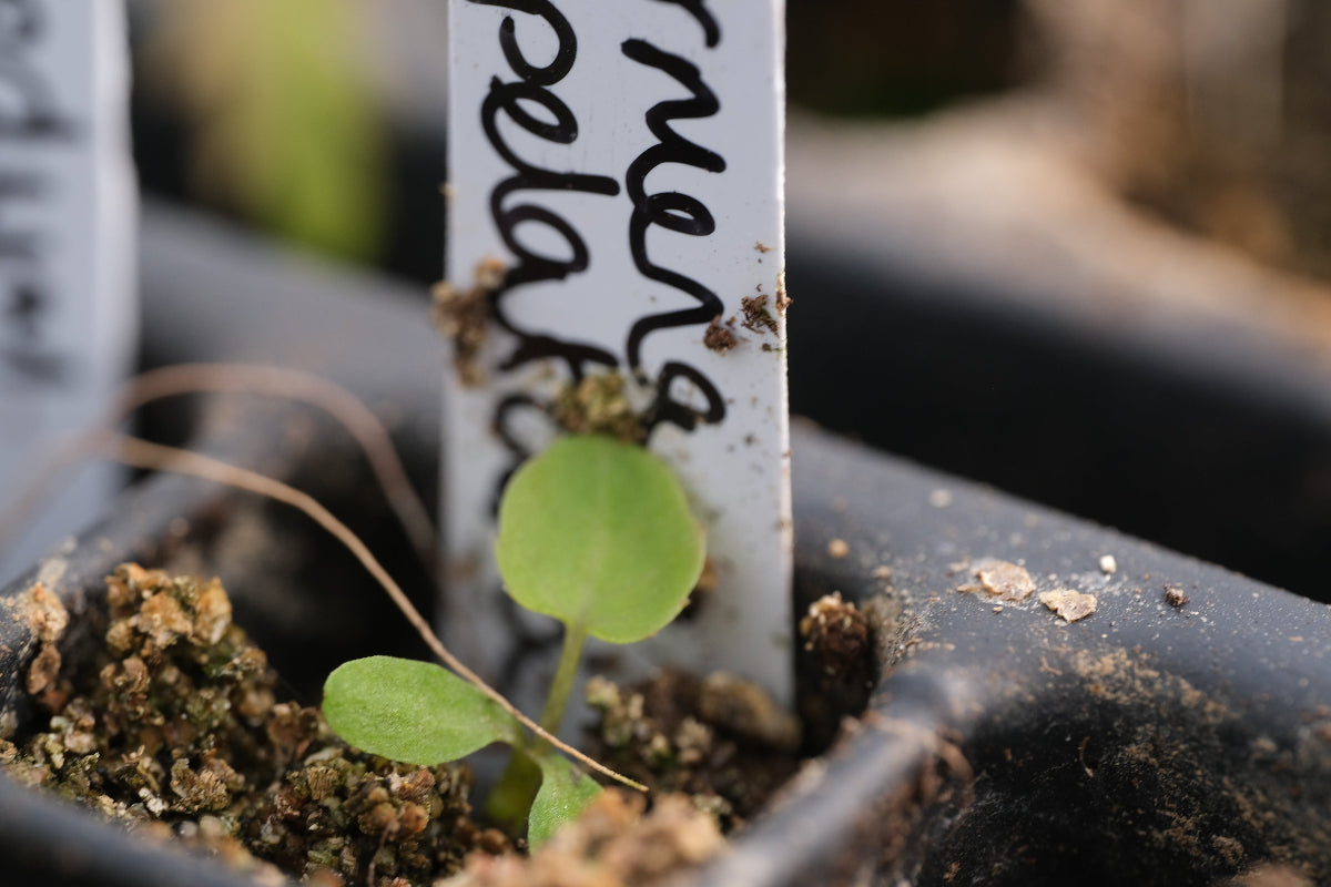Darmera pelatata seedling