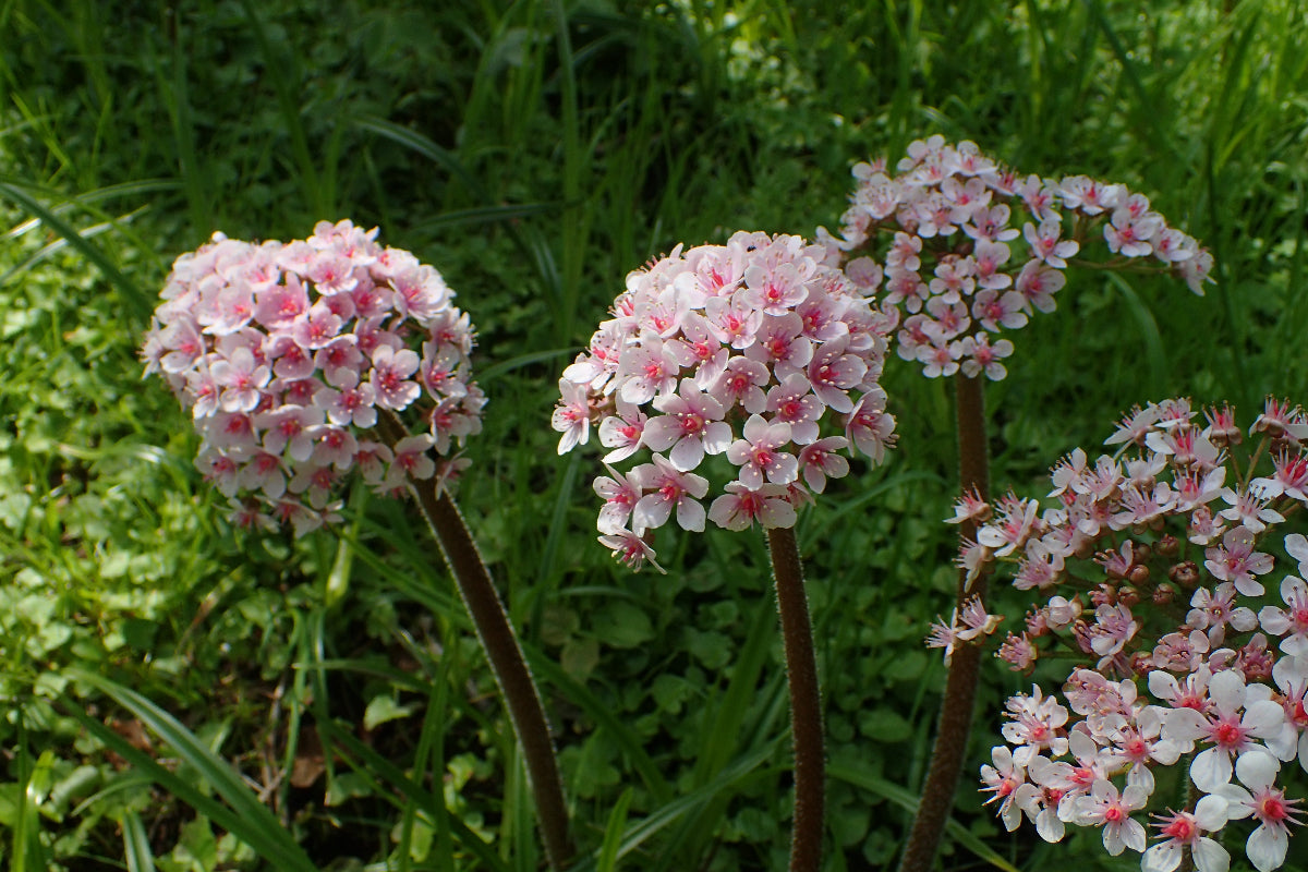 Darmera pelatata pink flowers