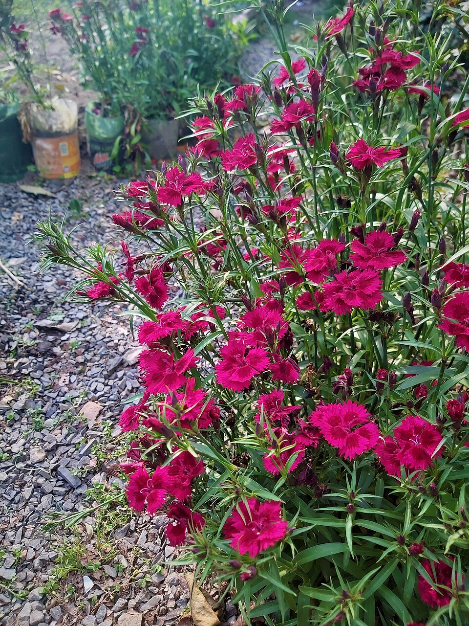 Dianthus barbatus, mix | sweet william