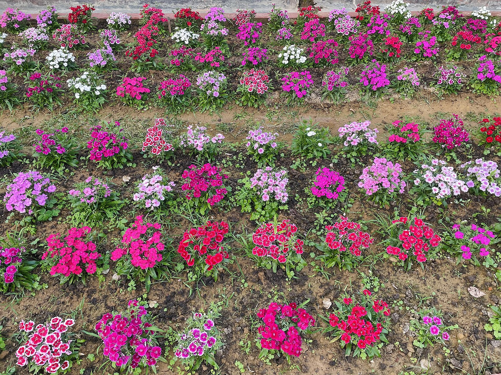 Dianthus barbatus, mix | sweet william