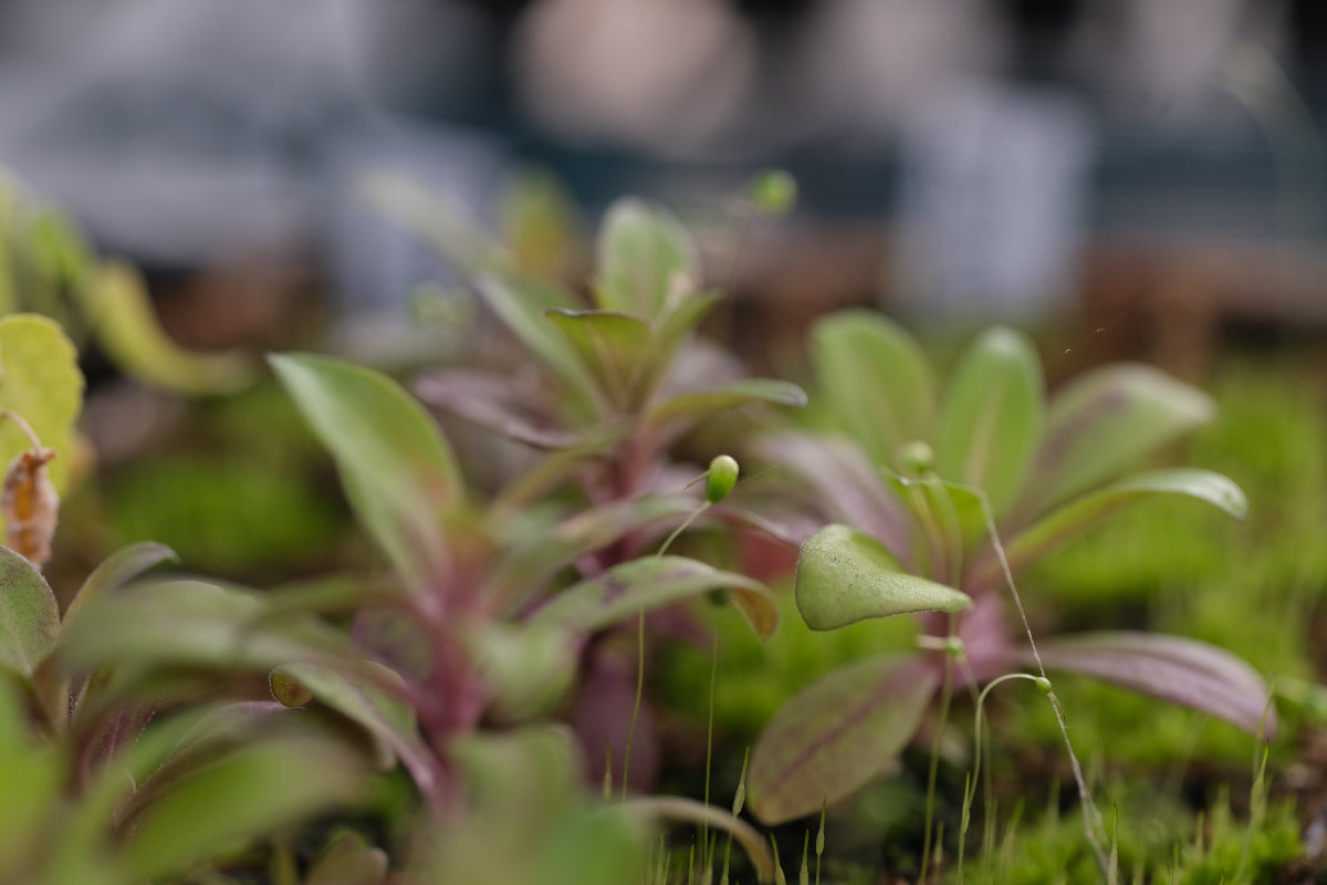sweet william seedling